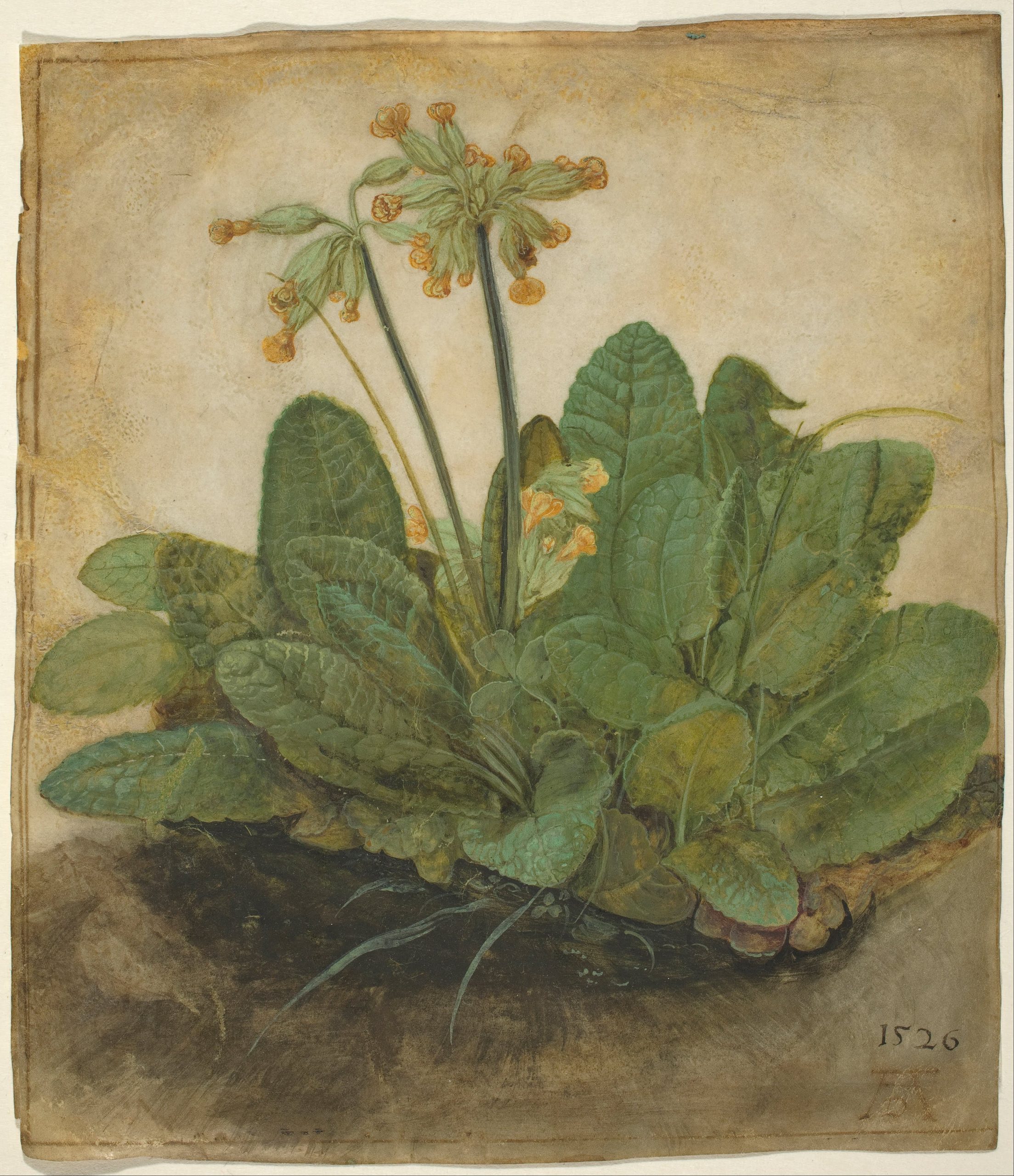 Albrecht Dürer 作品预览 12