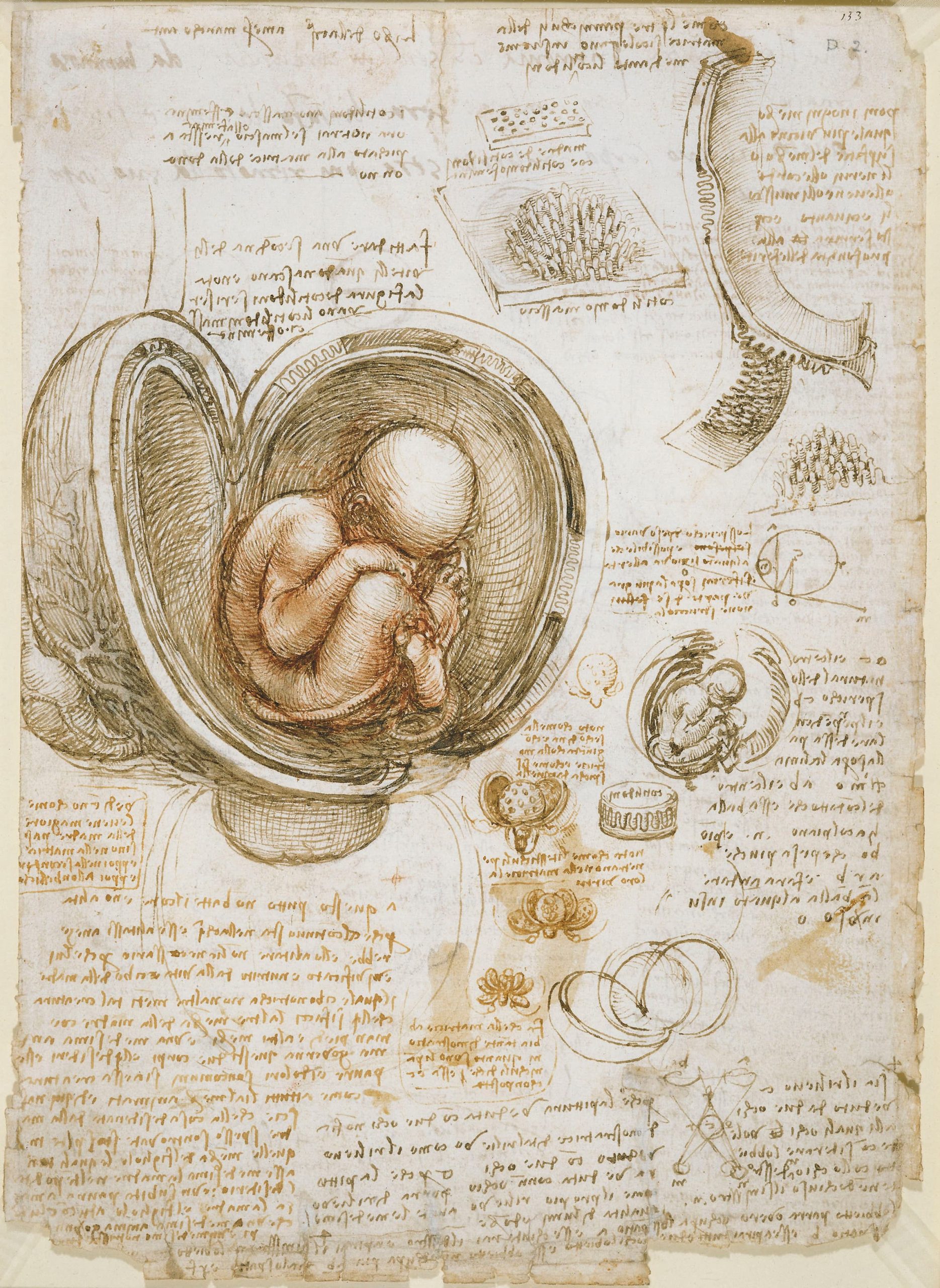 Leonardo da Vinci 作品预览 11