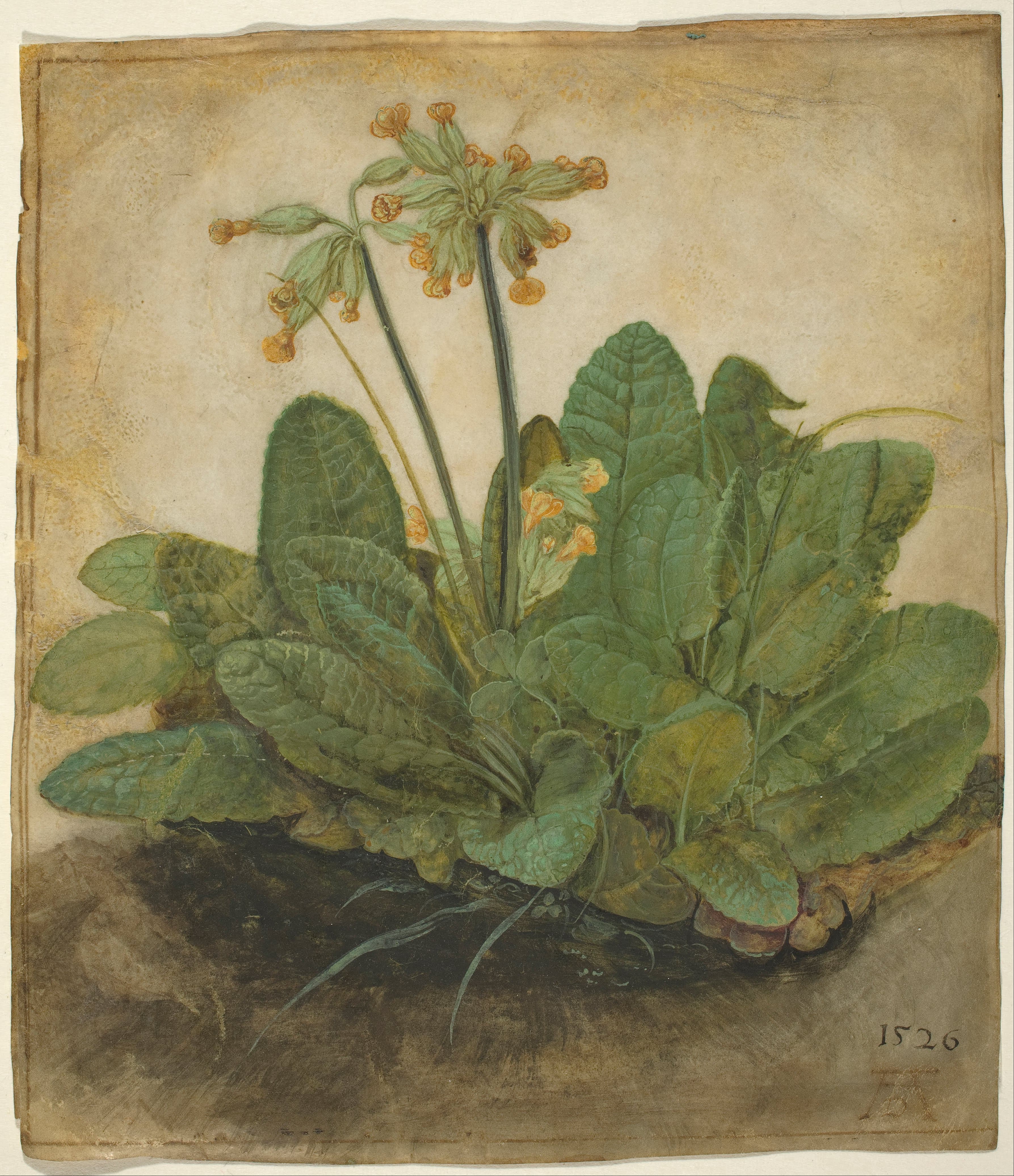 《报春花》（Primula）｜阿尔布雷希特·丢勒 Albrecht Dürer｜1526