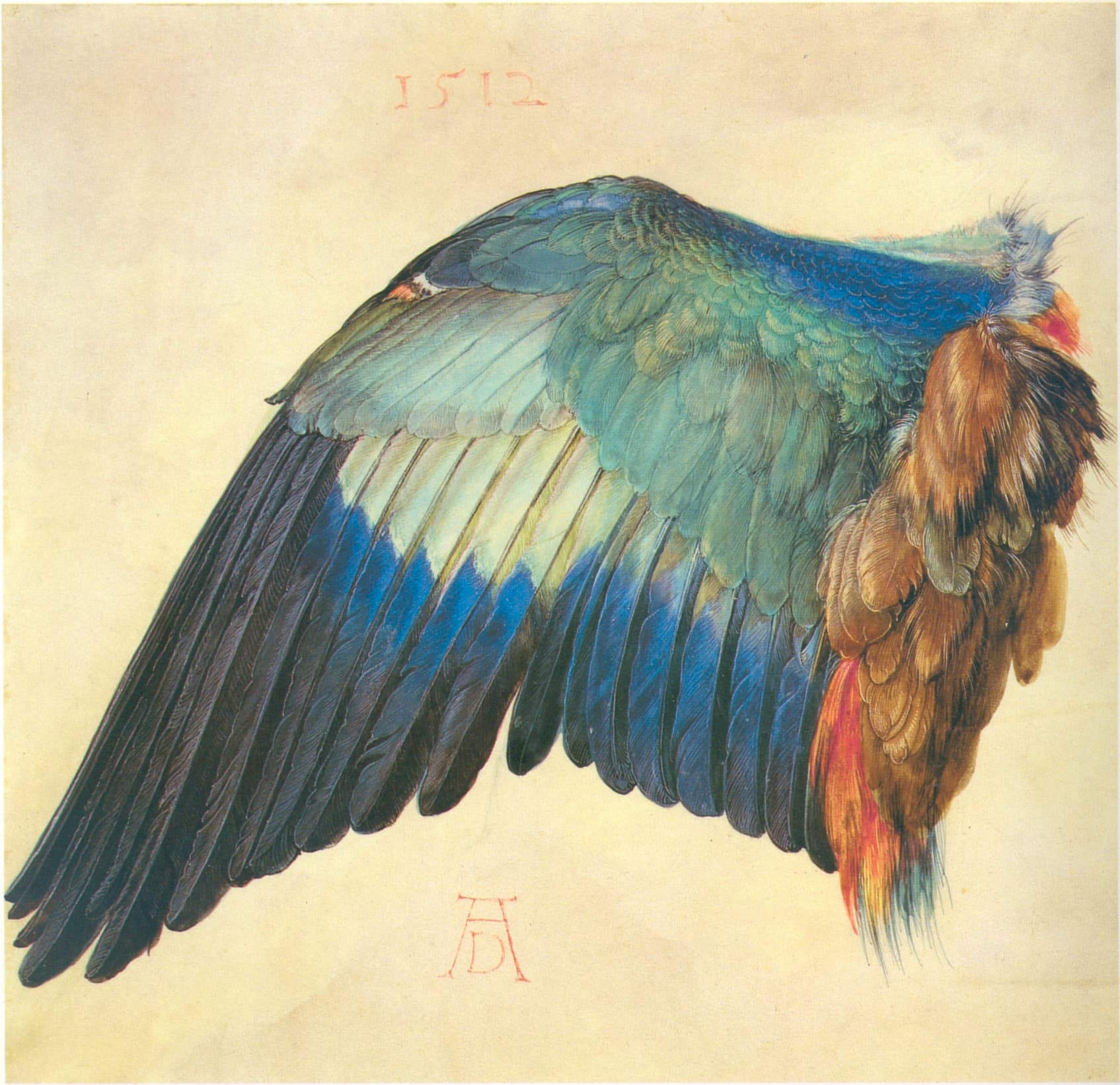 《蓝翅佛法僧之翼》（Wing of a Blue Roller）｜阿尔布雷希特·丢勒 Albrecht Dürer｜1512