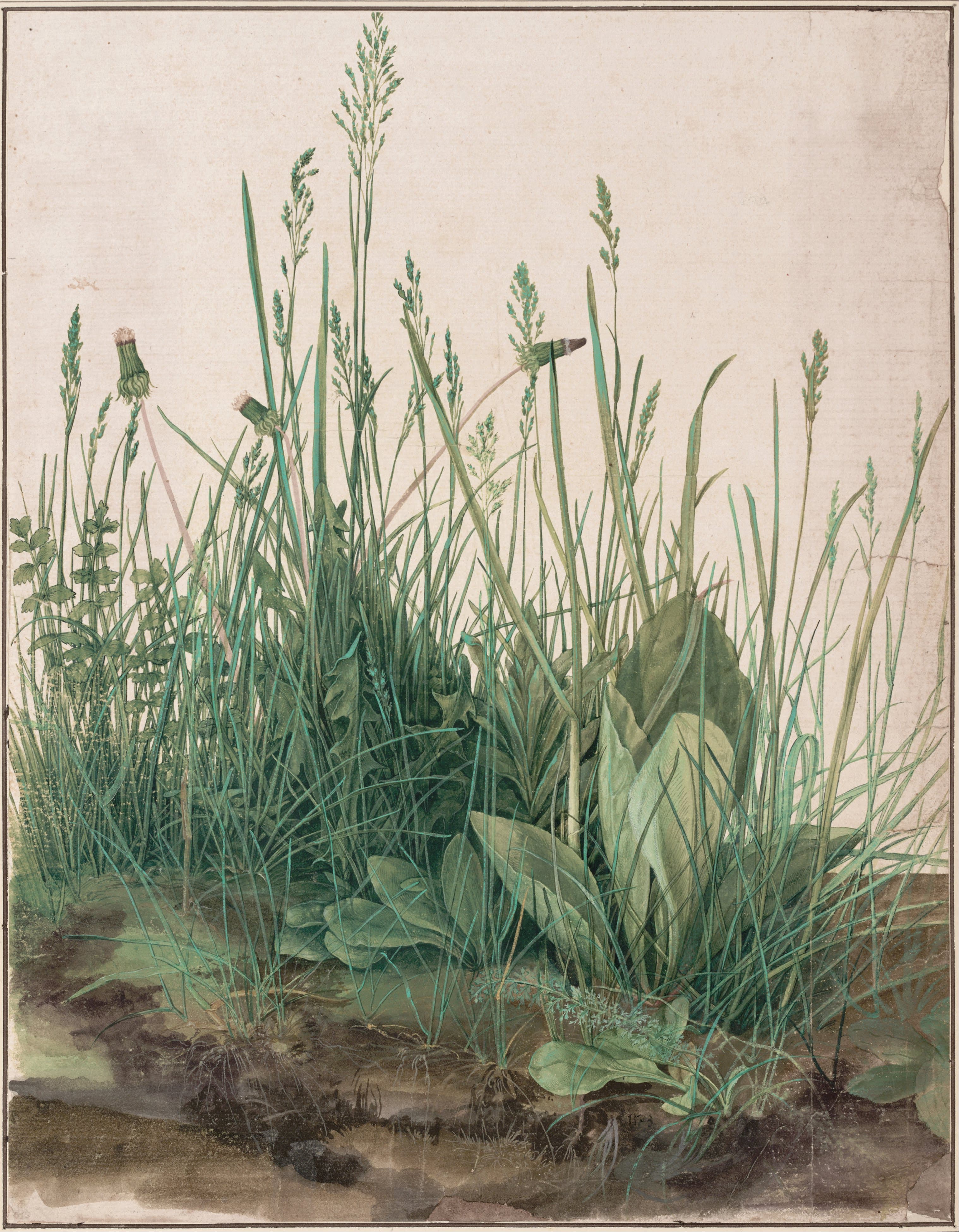 《大草皮》（Great Piece of Turf）｜阿尔布雷希特·丢勒 Albrecht Dürer｜1503