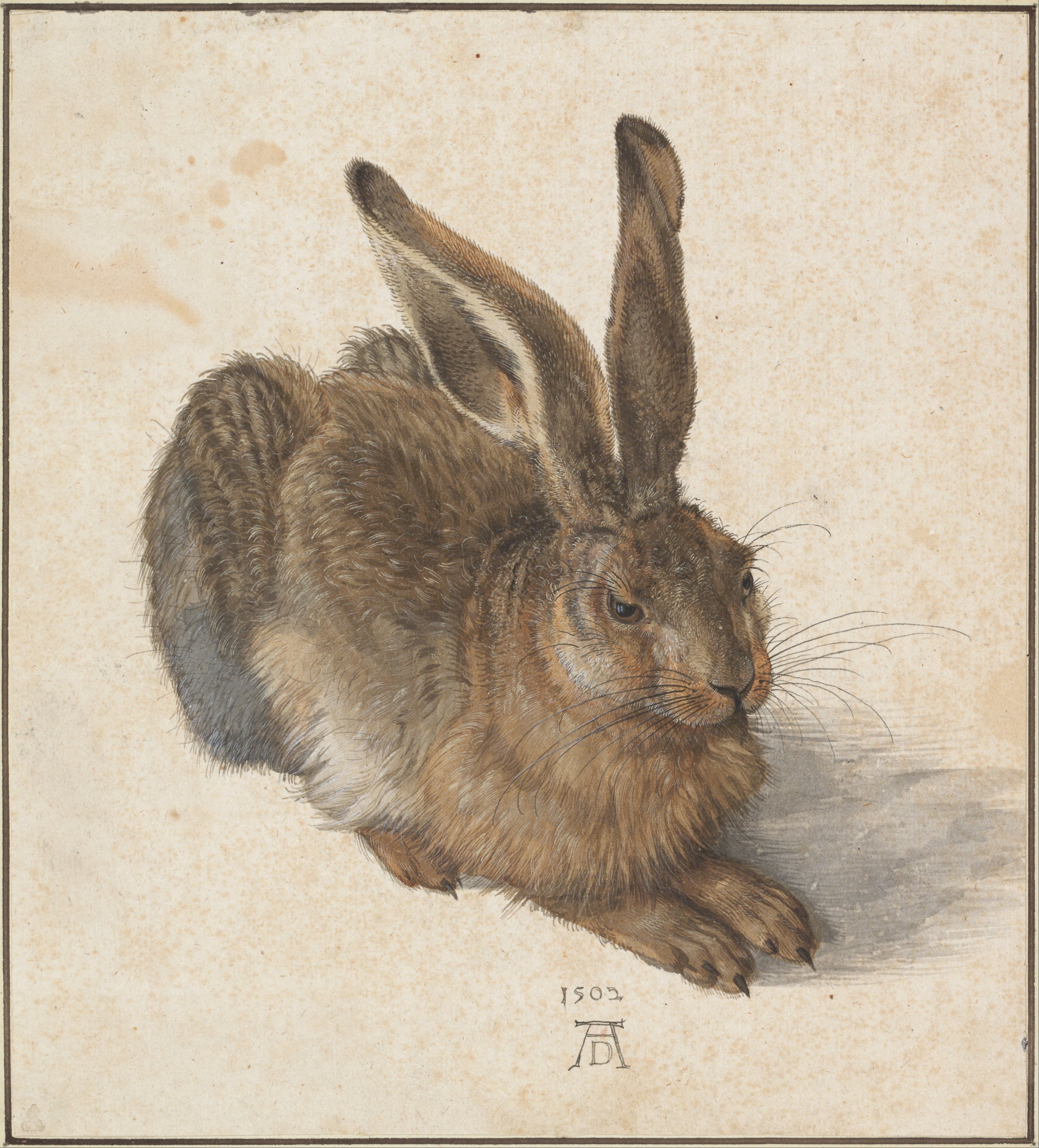 《野兔》（Young Hare）｜阿尔布雷希特·丢勒 Albrecht Dürer｜1502