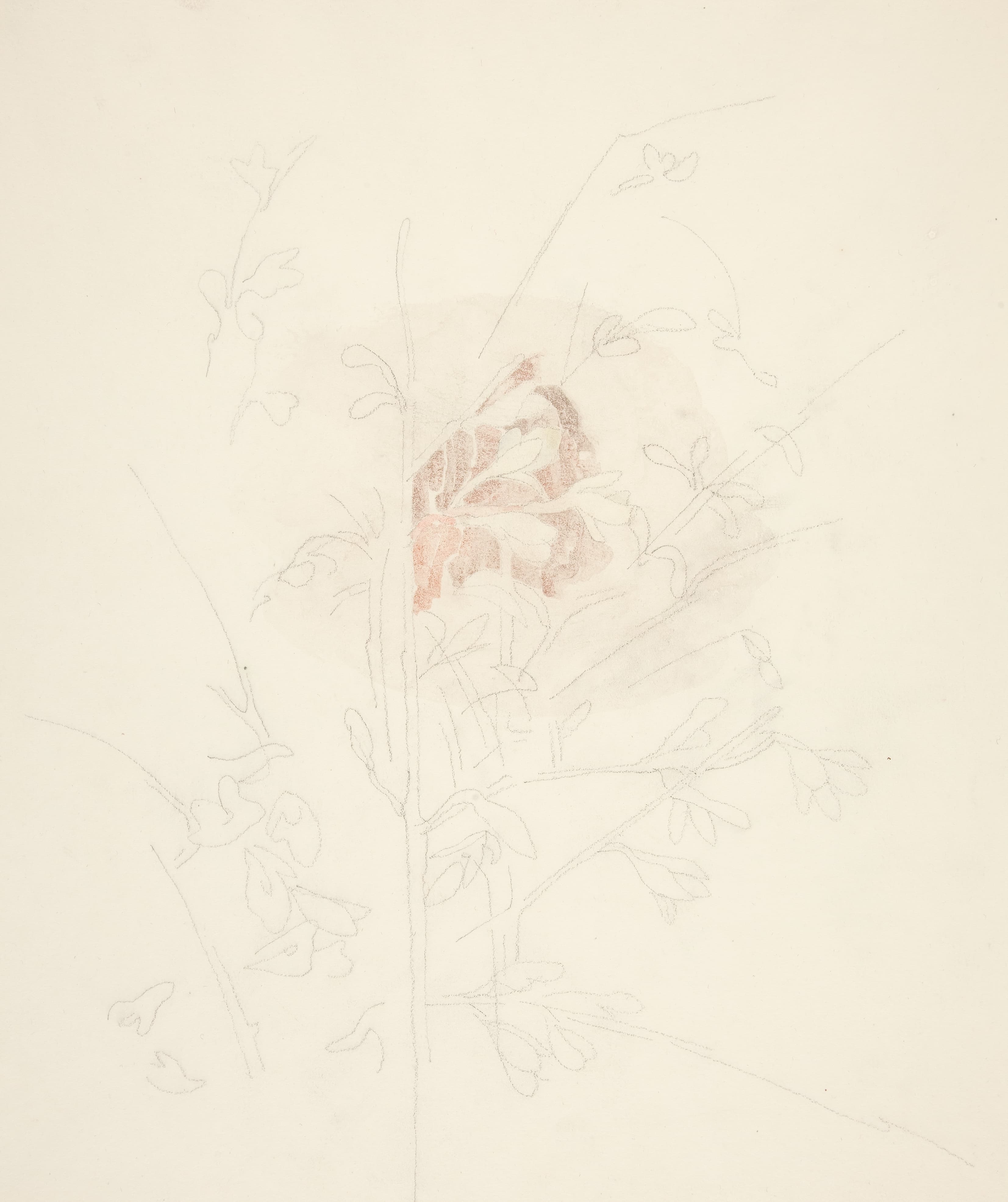 《花》（Flower）｜查尔斯·德穆斯 Charles Demuth｜约1926–1928