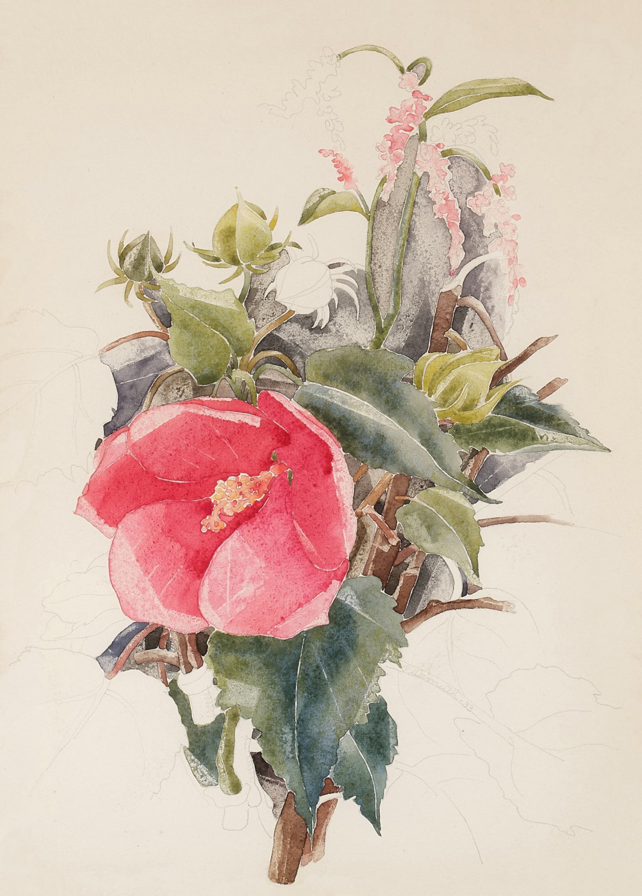 芙蓉