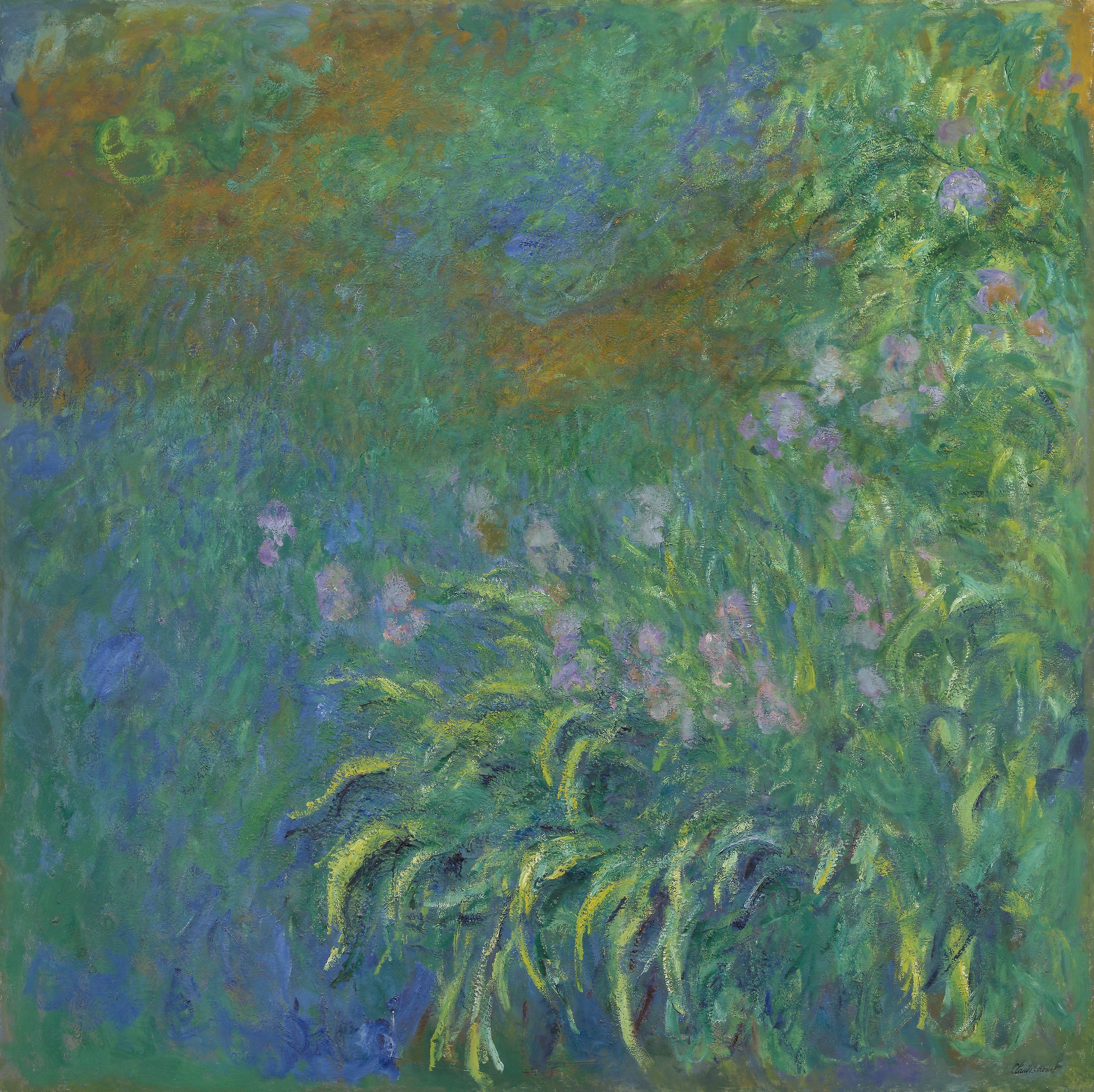 鸢尾花