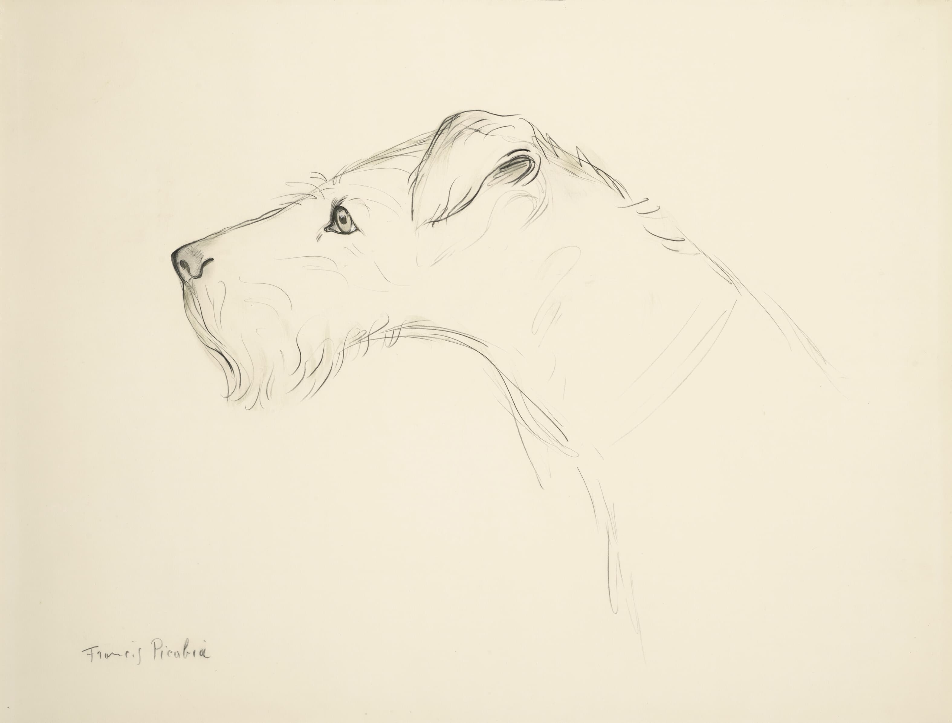 《狗的侧面》（Dog in profile）｜弗朗西斯·皮卡比亚 Francis Picabia｜1923–1927