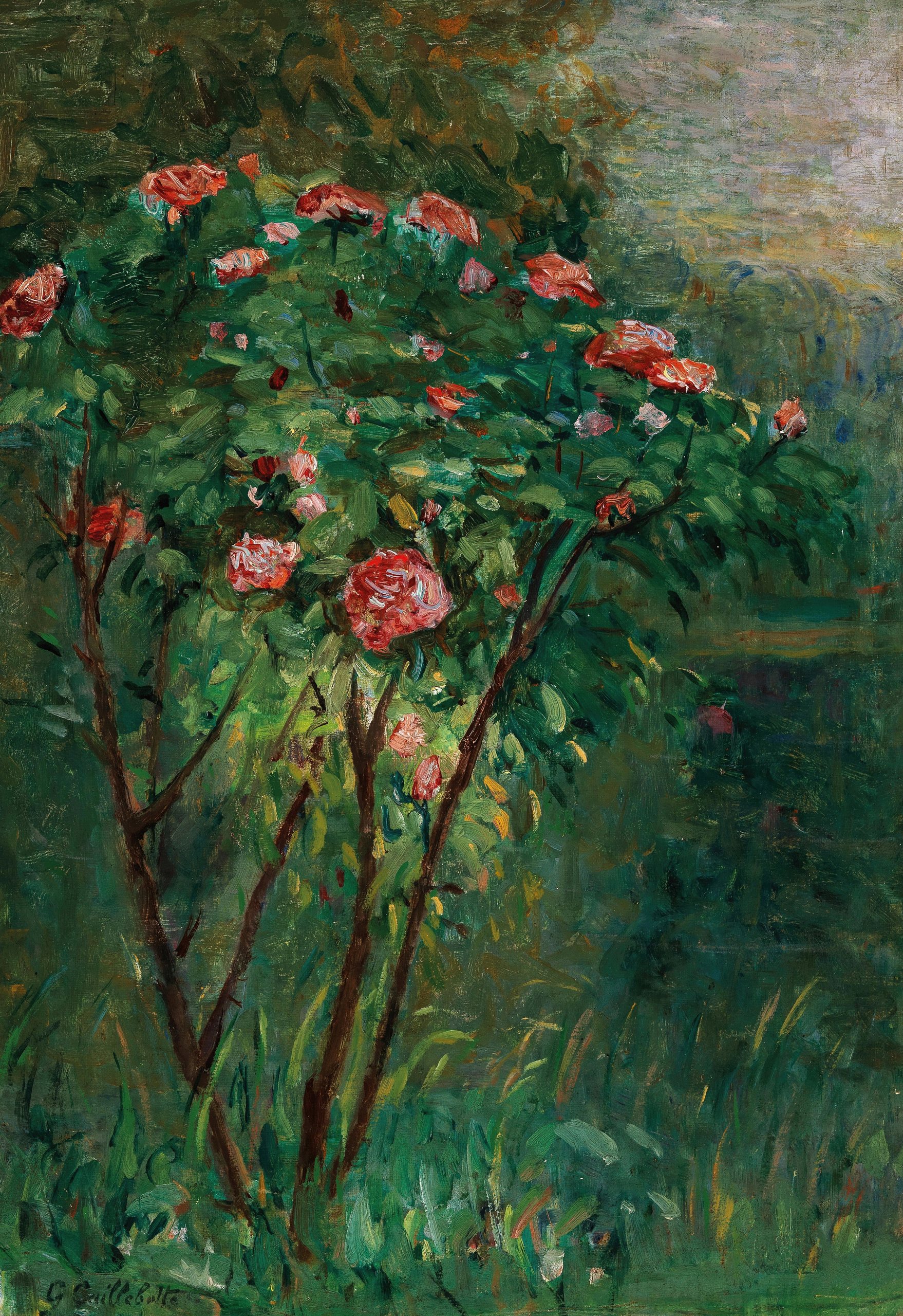 《盛开的玫瑰丛》（Le rosier fleuri）｜古斯塔夫·卡耶博特 Gustave Caillebotte｜约 1884-1885