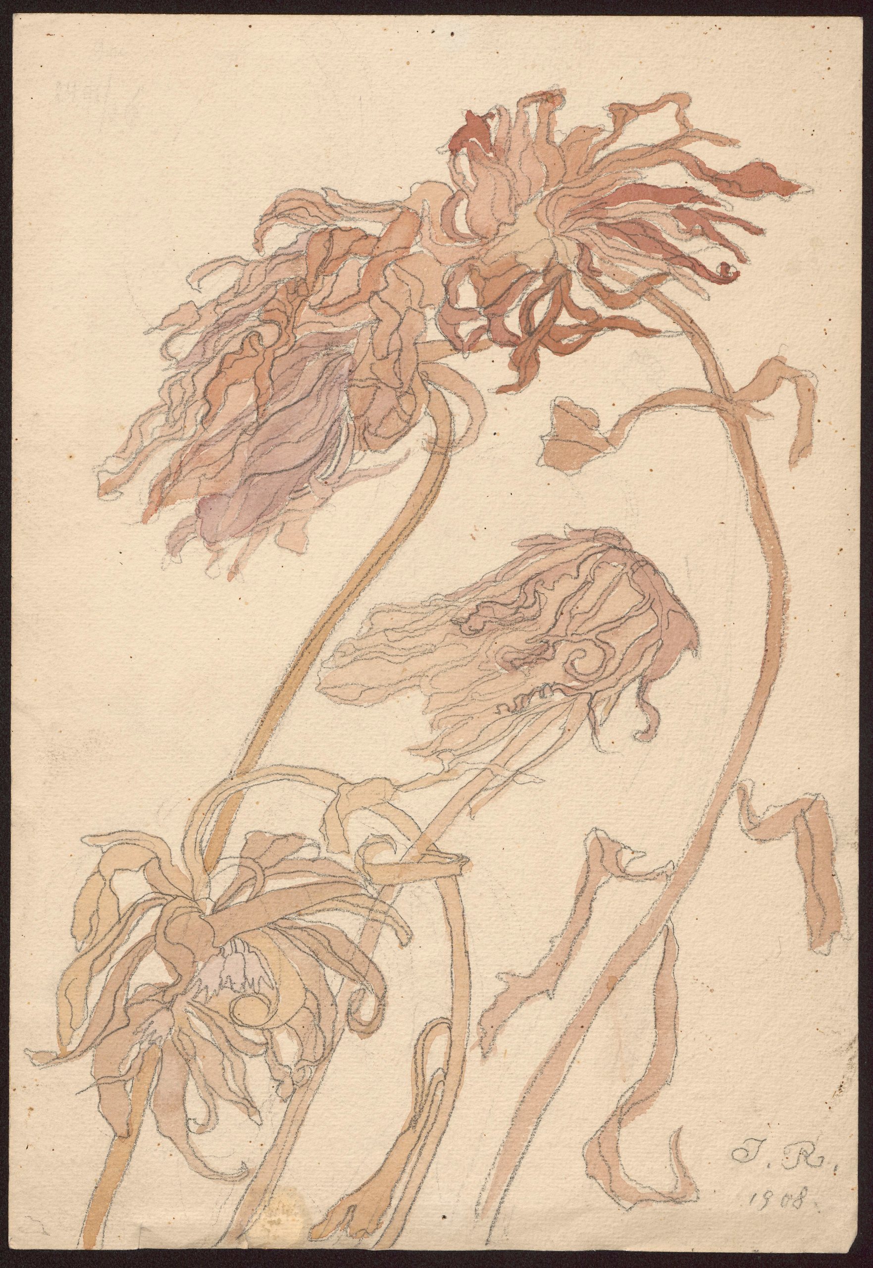 菊花