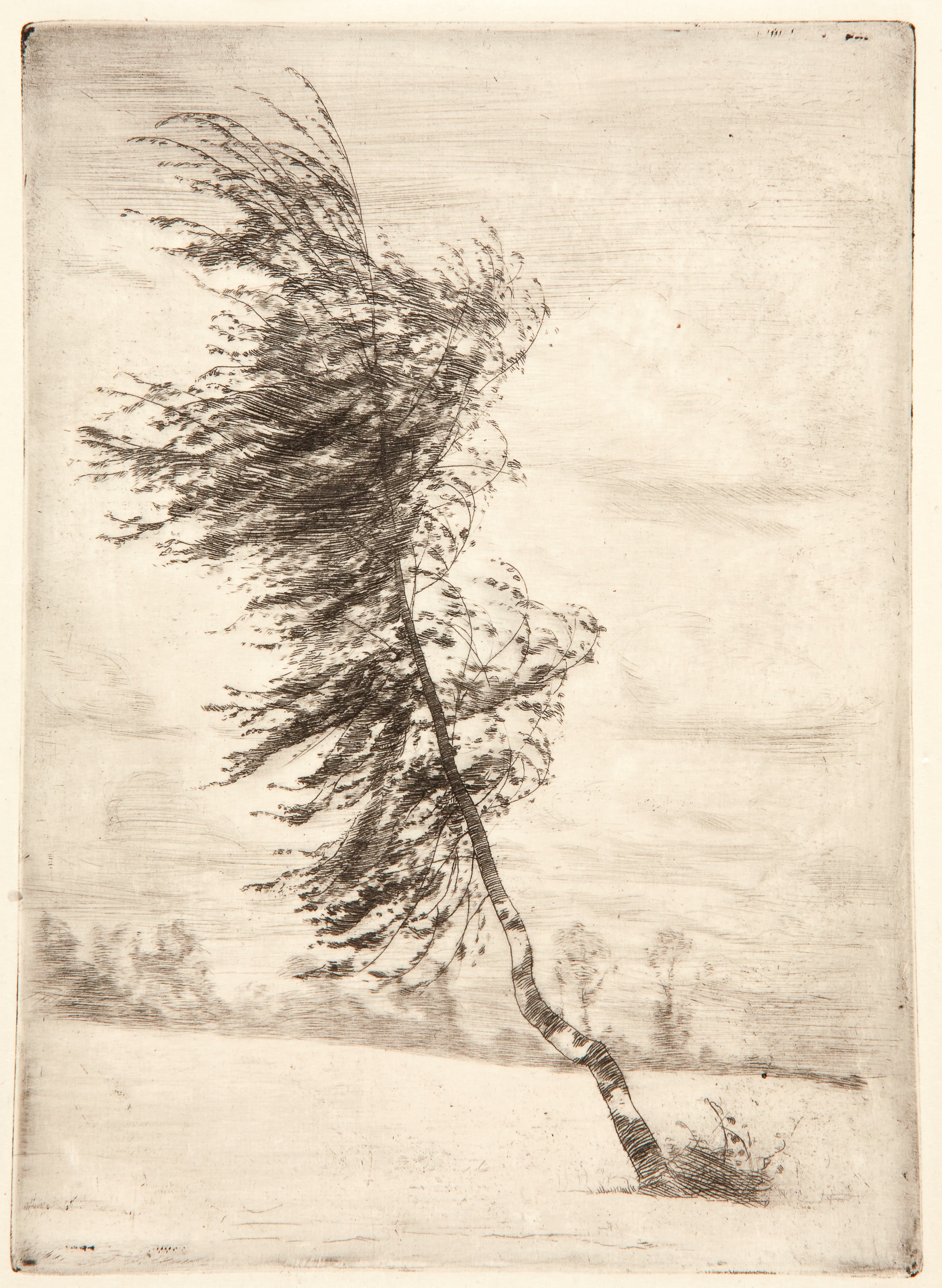 《风中的白桦》（Birch in the wind）｜约瑟夫·潘凯维奇 Józef Pankiewicz｜1901