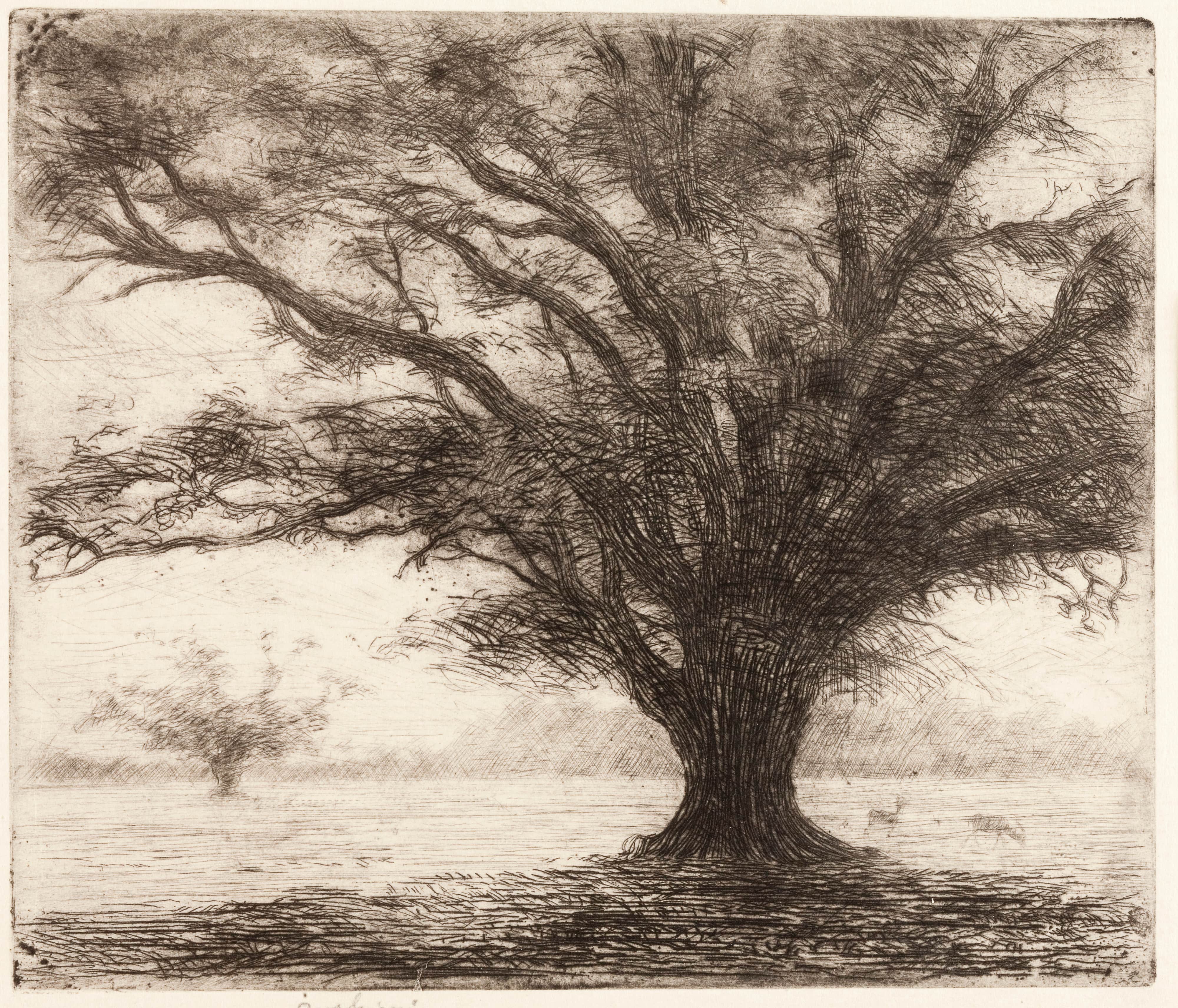 《伦敦附近汉普顿宫公园的一棵树》（A tree in the Hampton Court Park near London）｜约瑟夫·潘凯维奇 Józef Pankiewicz｜1903