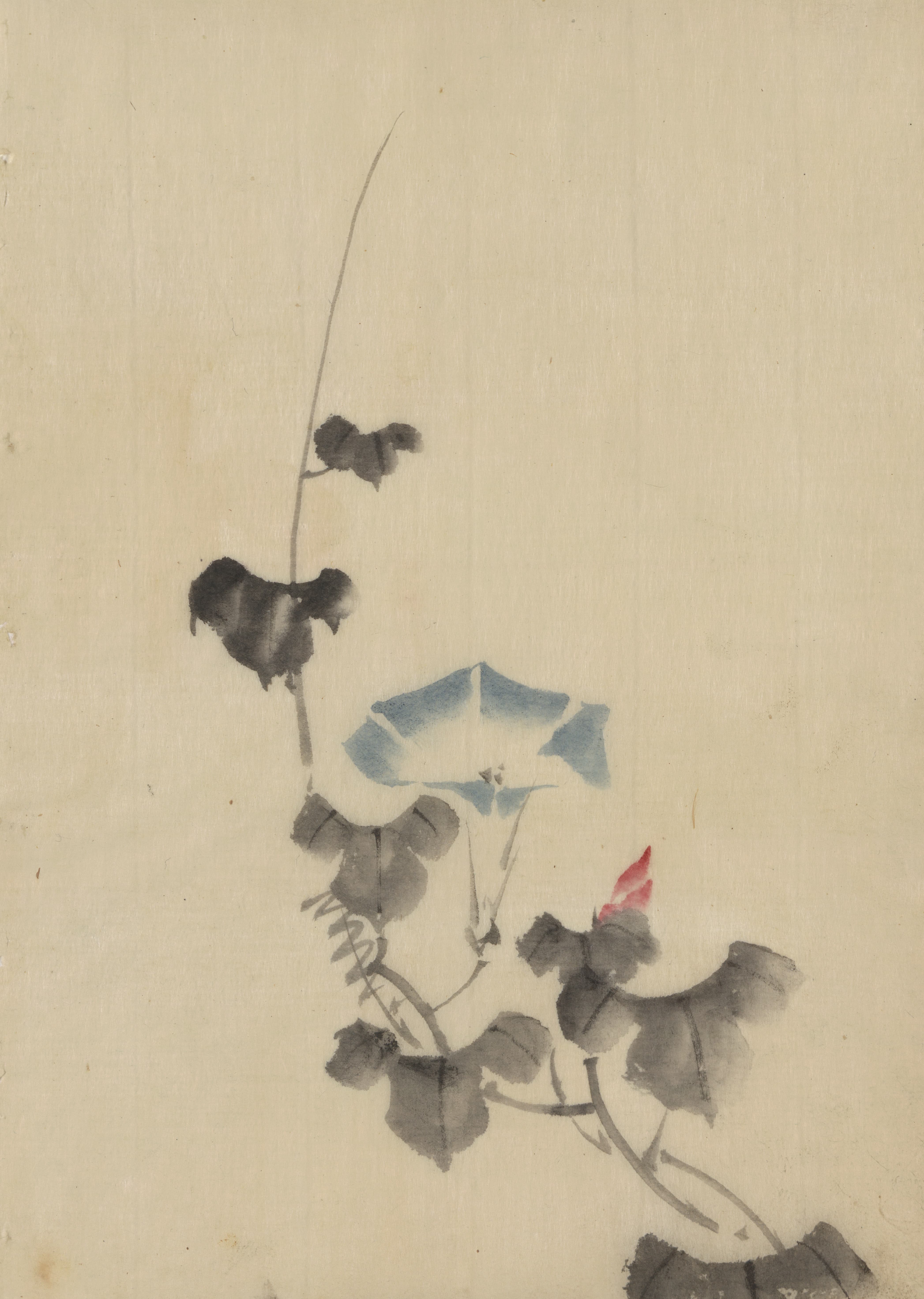 《藤上牵牛花的蓝色花朵》（Blue blossom of morning glory on vine）｜葛饰北斋 Katsushika Hokusai｜1830-1850