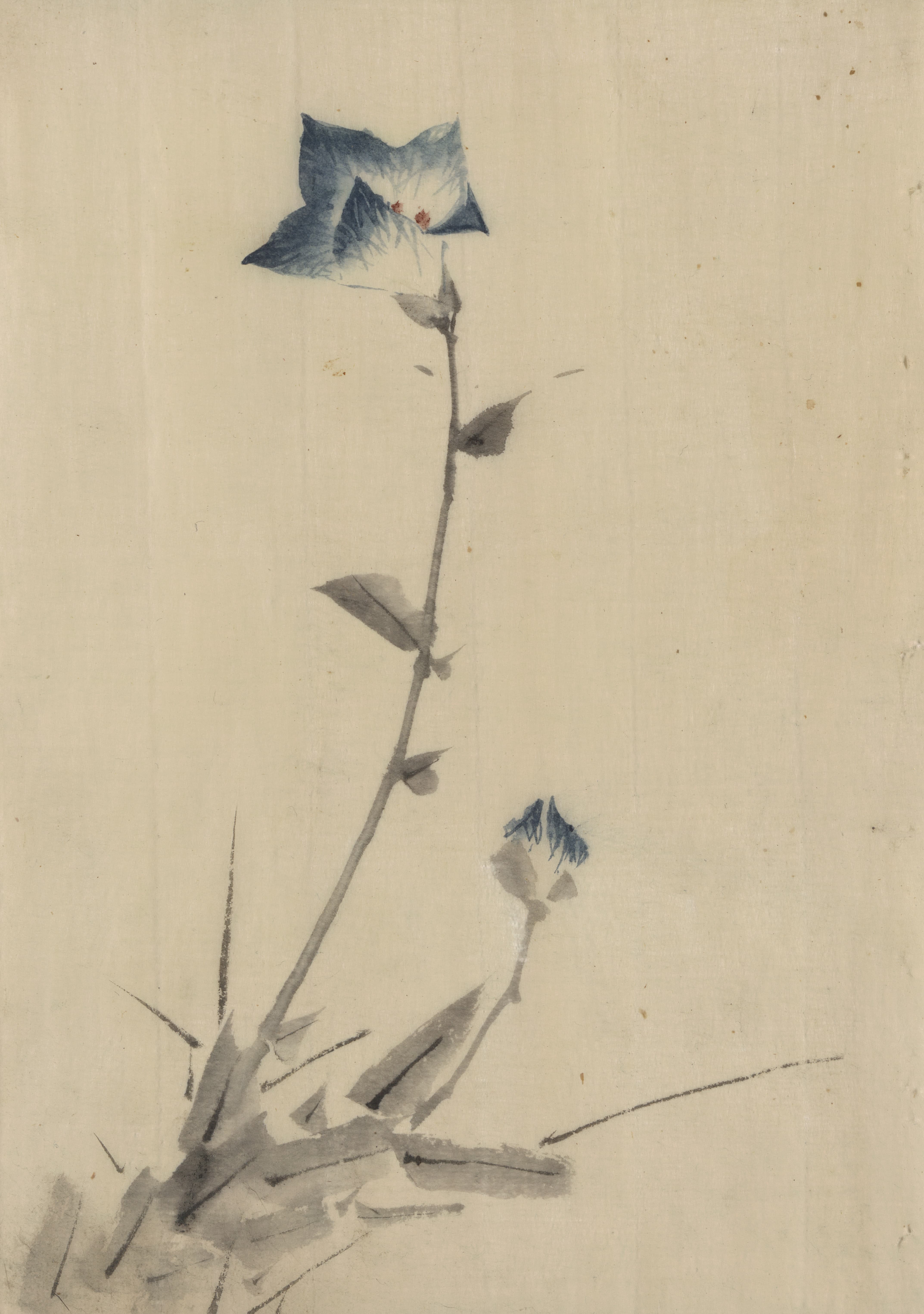《茎端的蓝花与花蕾》（Blue flower blossom and bud at the end of a stalk）｜葛饰北斋 Katsushika Hokusai｜1830-1850