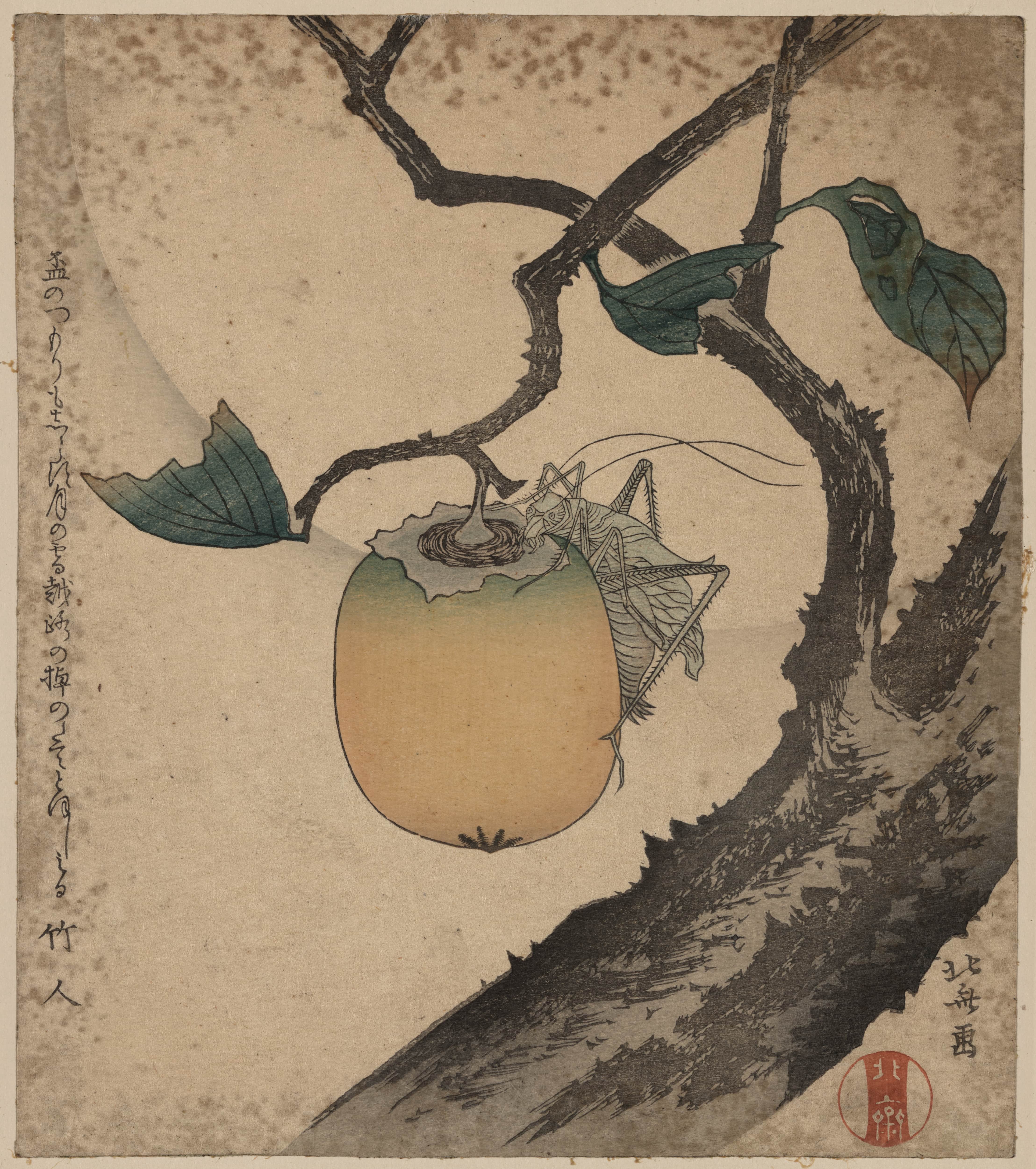 《柿与蟋蟀》（Kaki ni kirigirisu）｜葛饰北斋 Katsushika Hokusai｜1870-1900