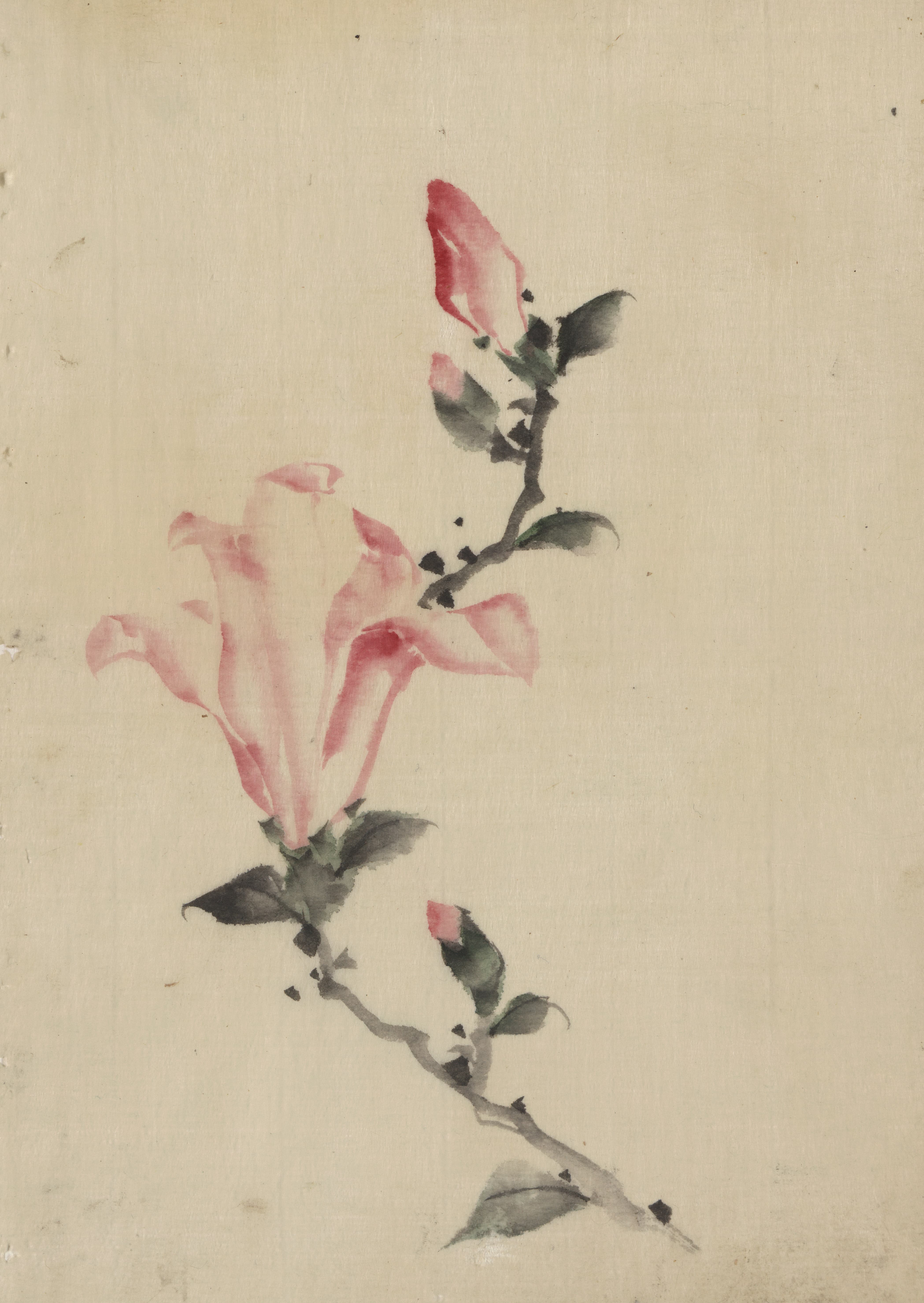 《茎上有大朵粉红色花朵，带有三个额外的花蕾》（Large pink blossom on a stem with three additional buds）｜葛饰北斋 Katsushika Hokusai｜1830-1850