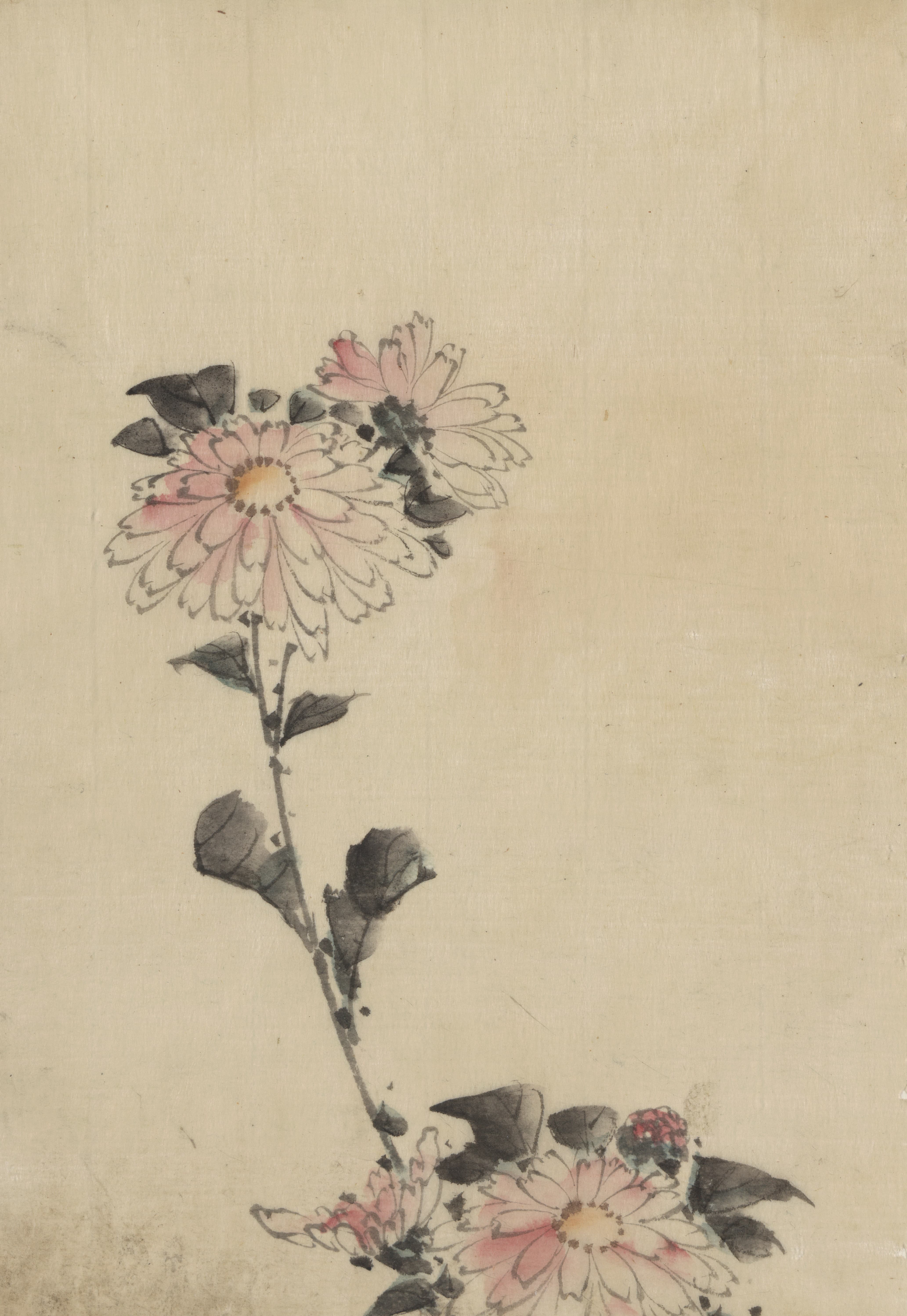 《粉红色的花在低茎上开花，两朵在高茎上》（Pink flower blossoms on low stalk and two on a tall stalk）｜葛饰北斋 Katsushika Hokusai｜1830-1850