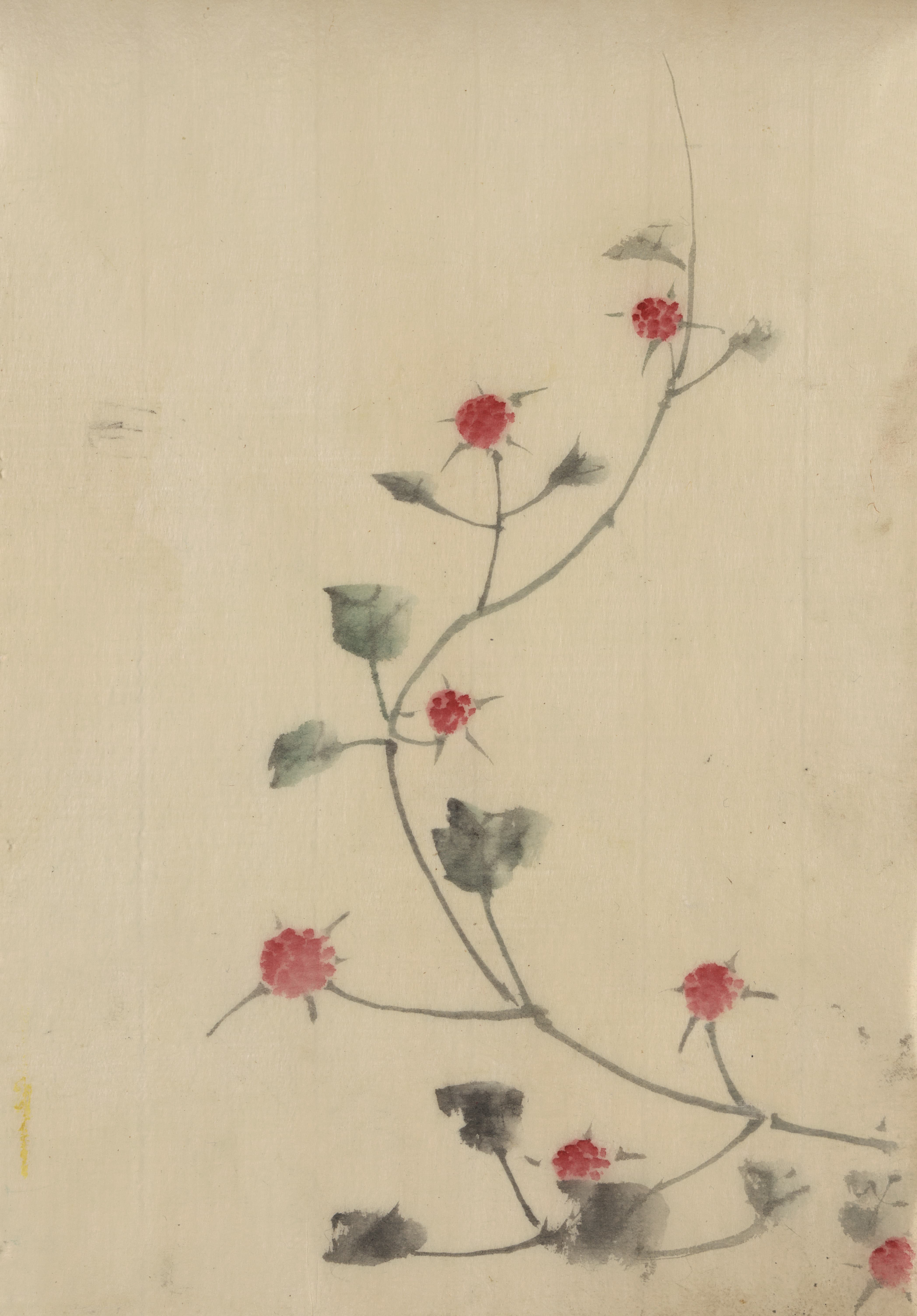 《藤蔓上开着红色的小花》（Small red blossoms on a vine）｜葛饰北斋 Katsushika Hokusai｜1830-1850