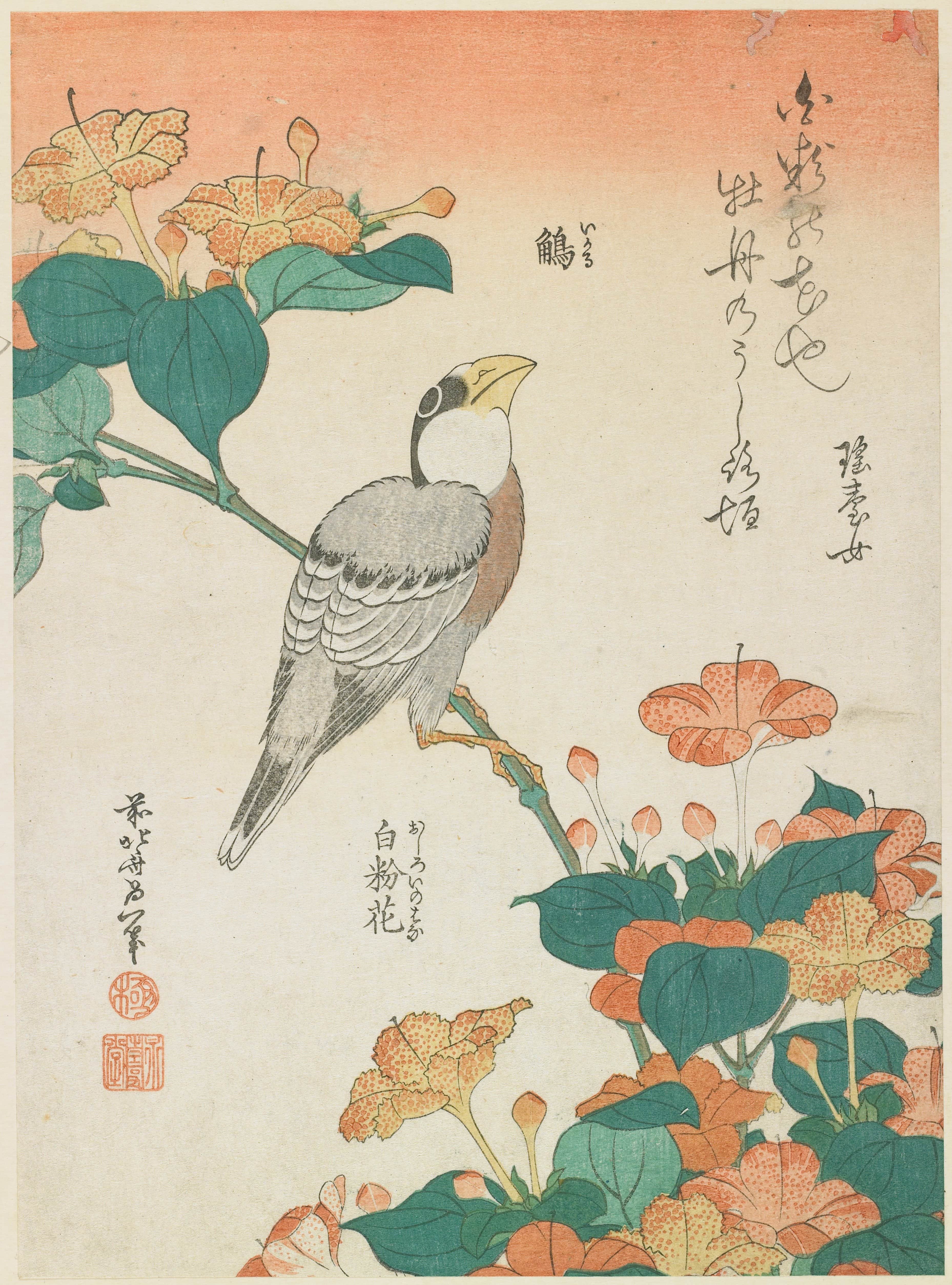 《锡嘴雀与紫茉莉》（Hawfinch and Marvel-of-Peru）｜葛饰北斋 Katsushika Hokusai｜约 1834
