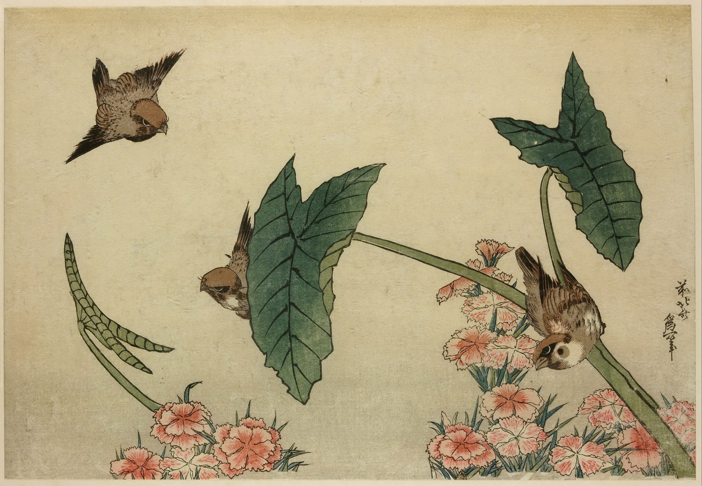《麻雀和康乃馨 1830 年代》（Sparrows and carnations 1830s）｜葛饰北斋 Katsushika Hokusai｜1830
