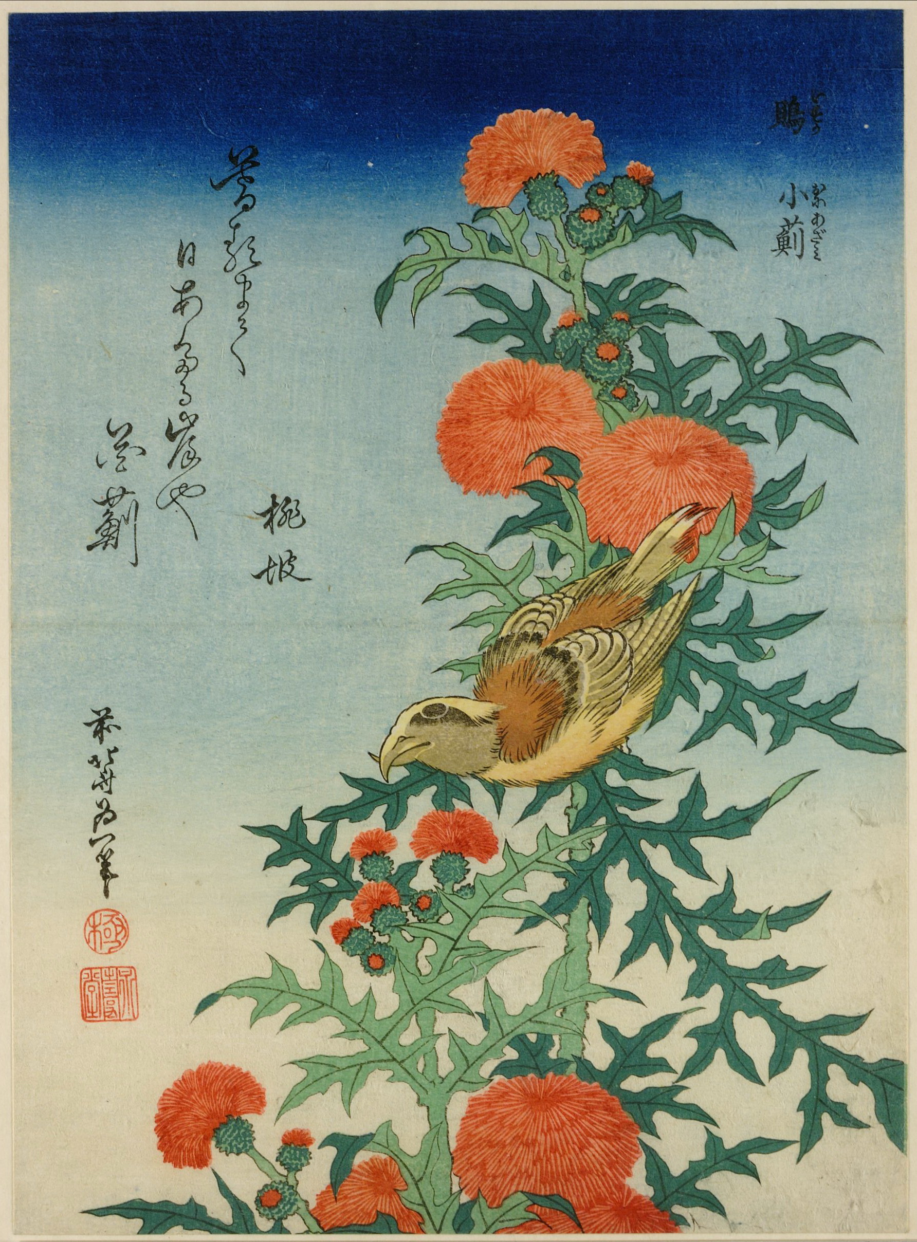 《蓟上的交嘴雀 约 1828》（Crossbill on a thistle 约 1828）｜葛饰北斋 Katsushika Hokusai｜1828