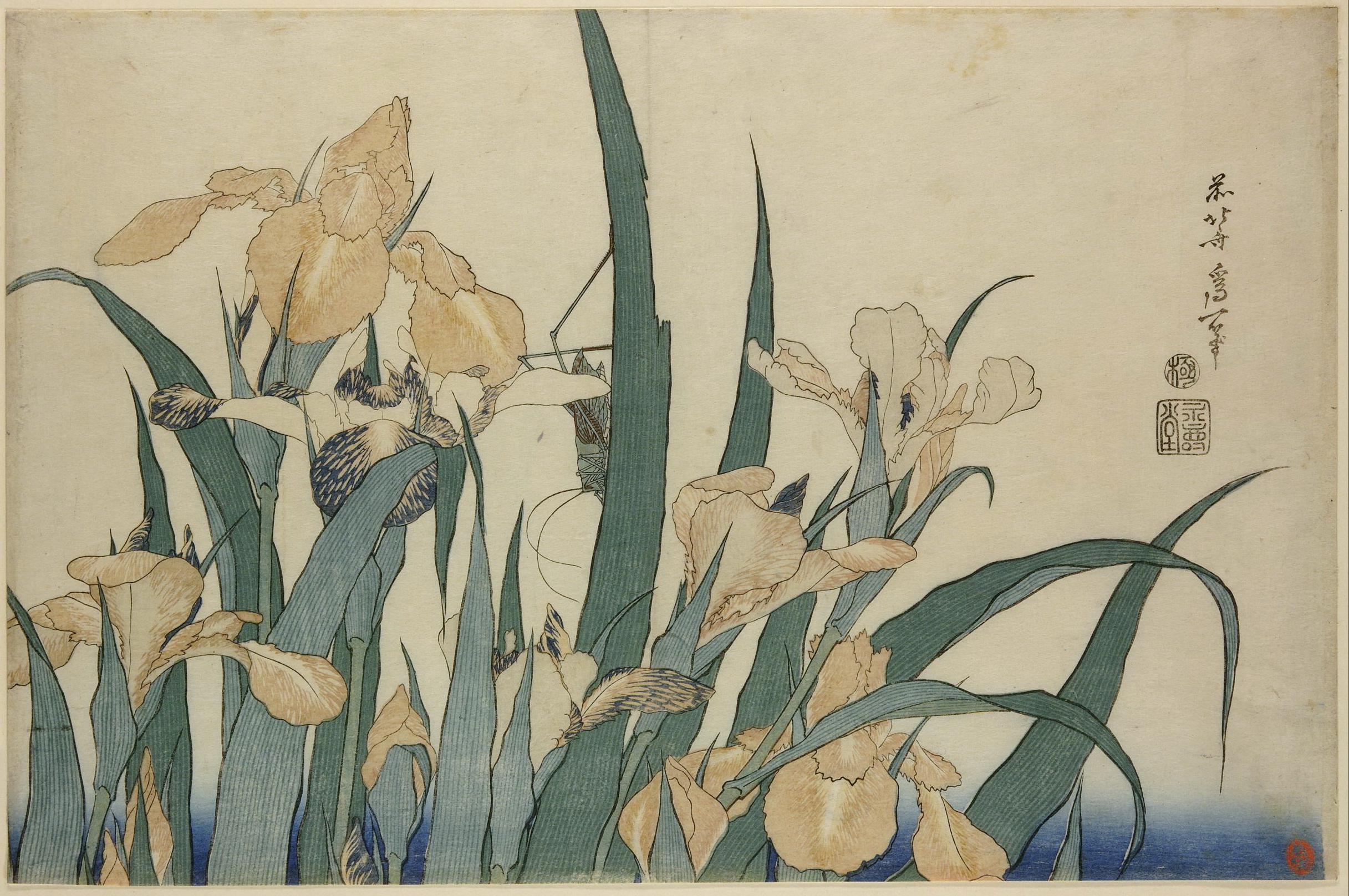 《虹膜上的蚱蜢 2》（Grasshopper on iris 2）｜葛饰北斋 Katsushika Hokusai｜19世纪