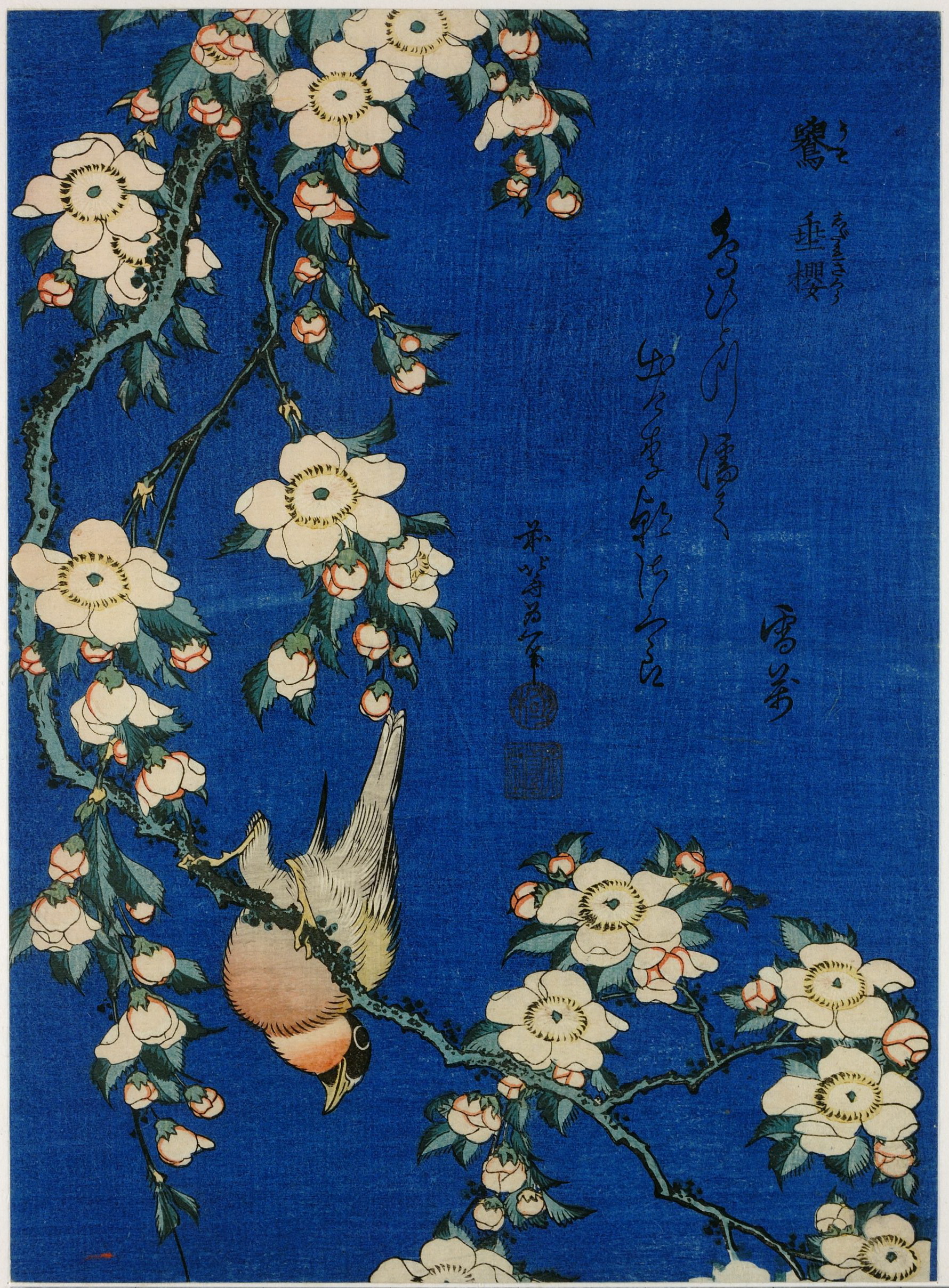 《樱花上的红腹灰雀》（Bullfinch on cherry blossoms）｜葛饰北斋 Katsushika Hokusai｜19世纪
