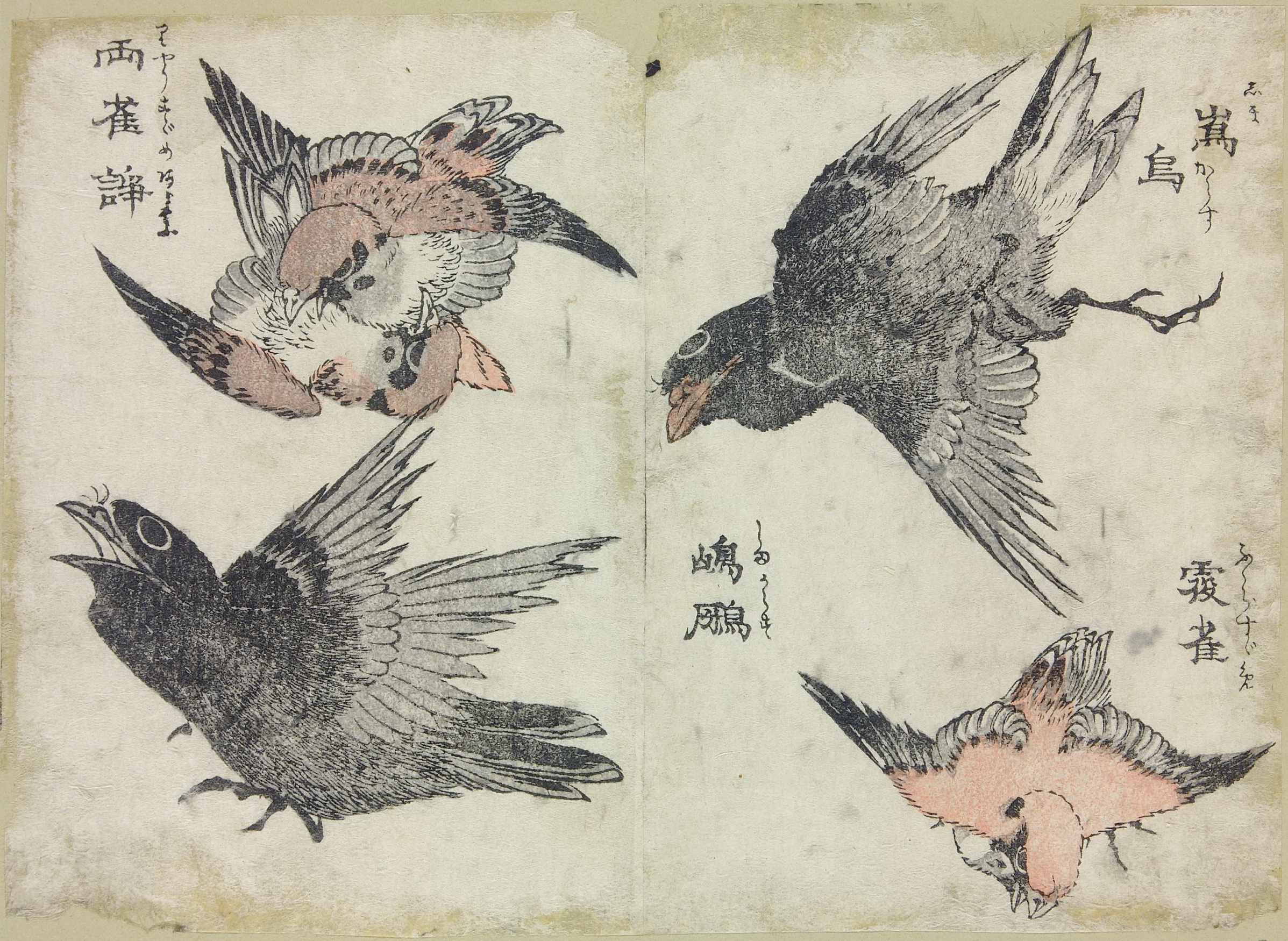 《鸟类》（Birds）｜葛饰北斋 Katsushika Hokusai｜不明