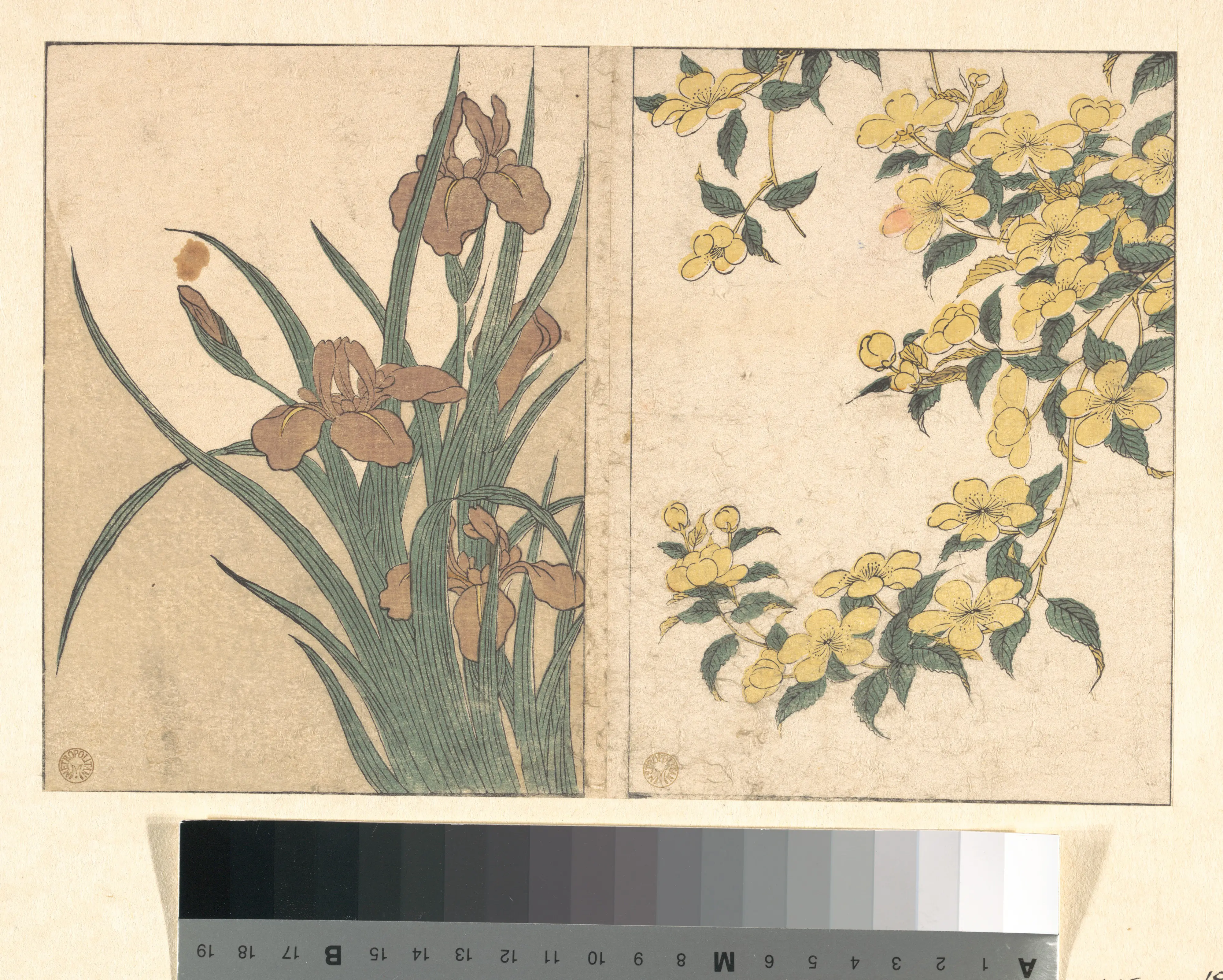 四季之花：樱花与鸢尾