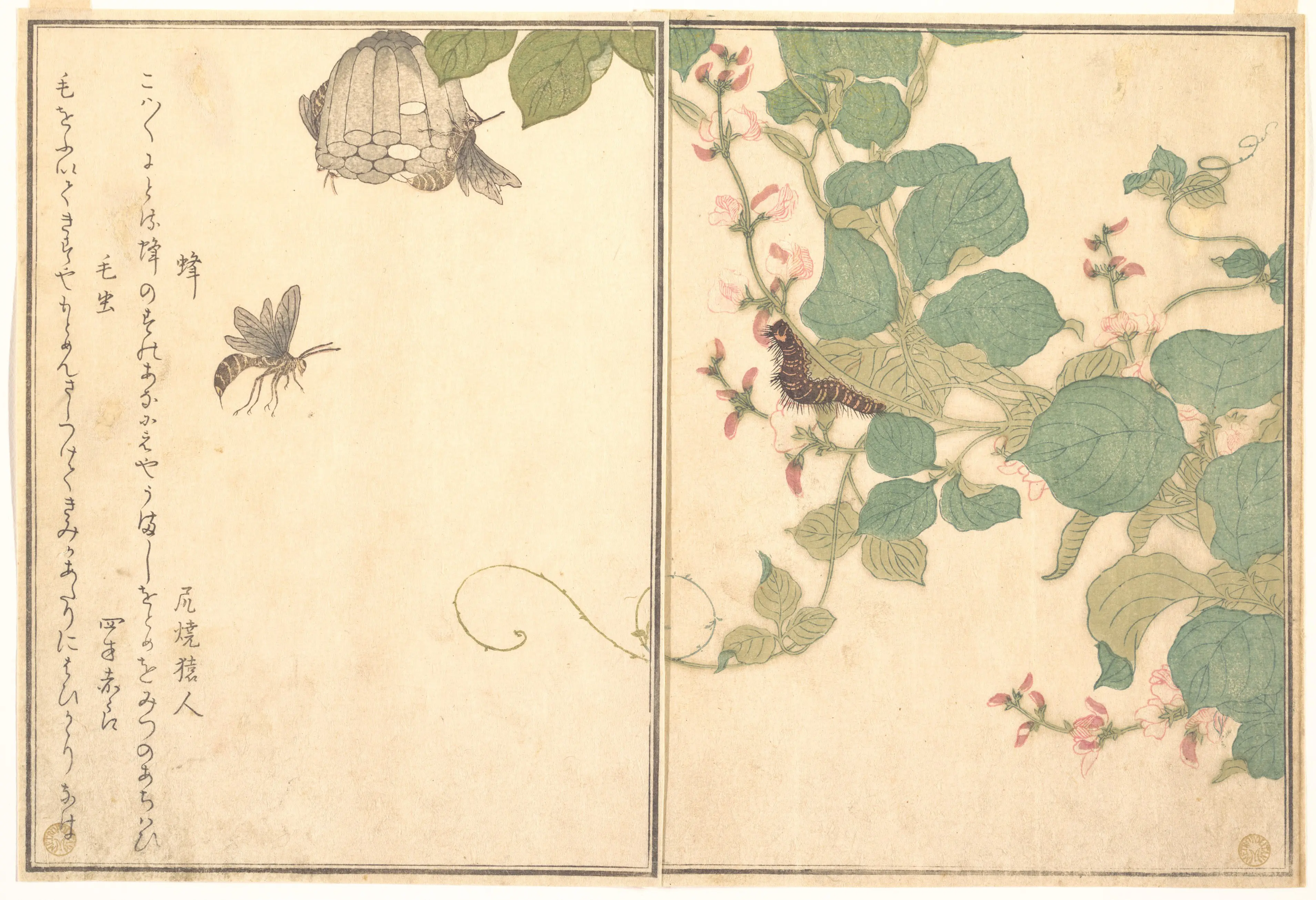 画本虫撰：蝗虫与螳螂