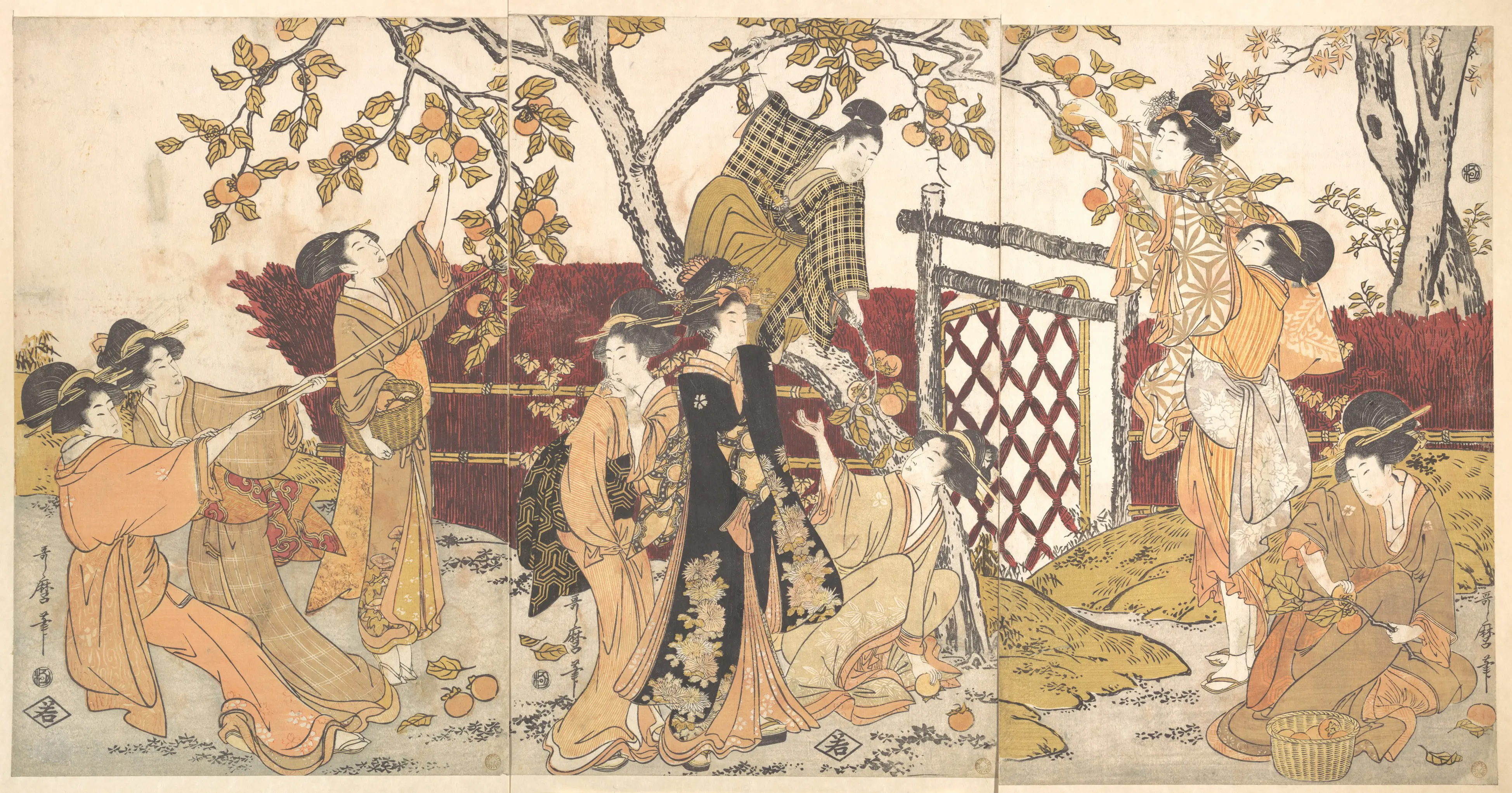 采柿
