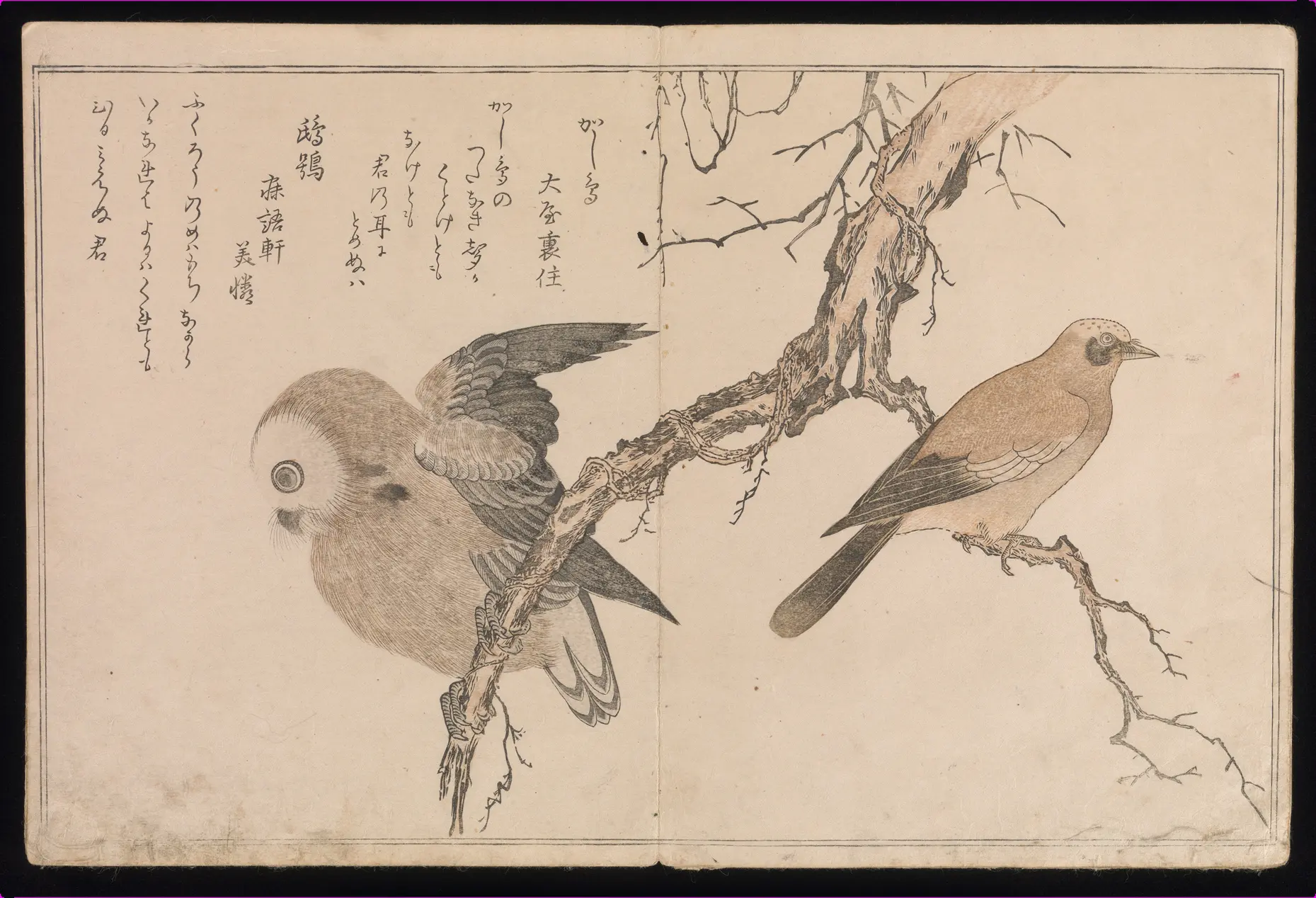 《百千鸟狂歌合》（Myriad Birds: A Playful Poetry Contest）｜喜多川歌麿 Kitagawa Utamaro｜江户时代，1790