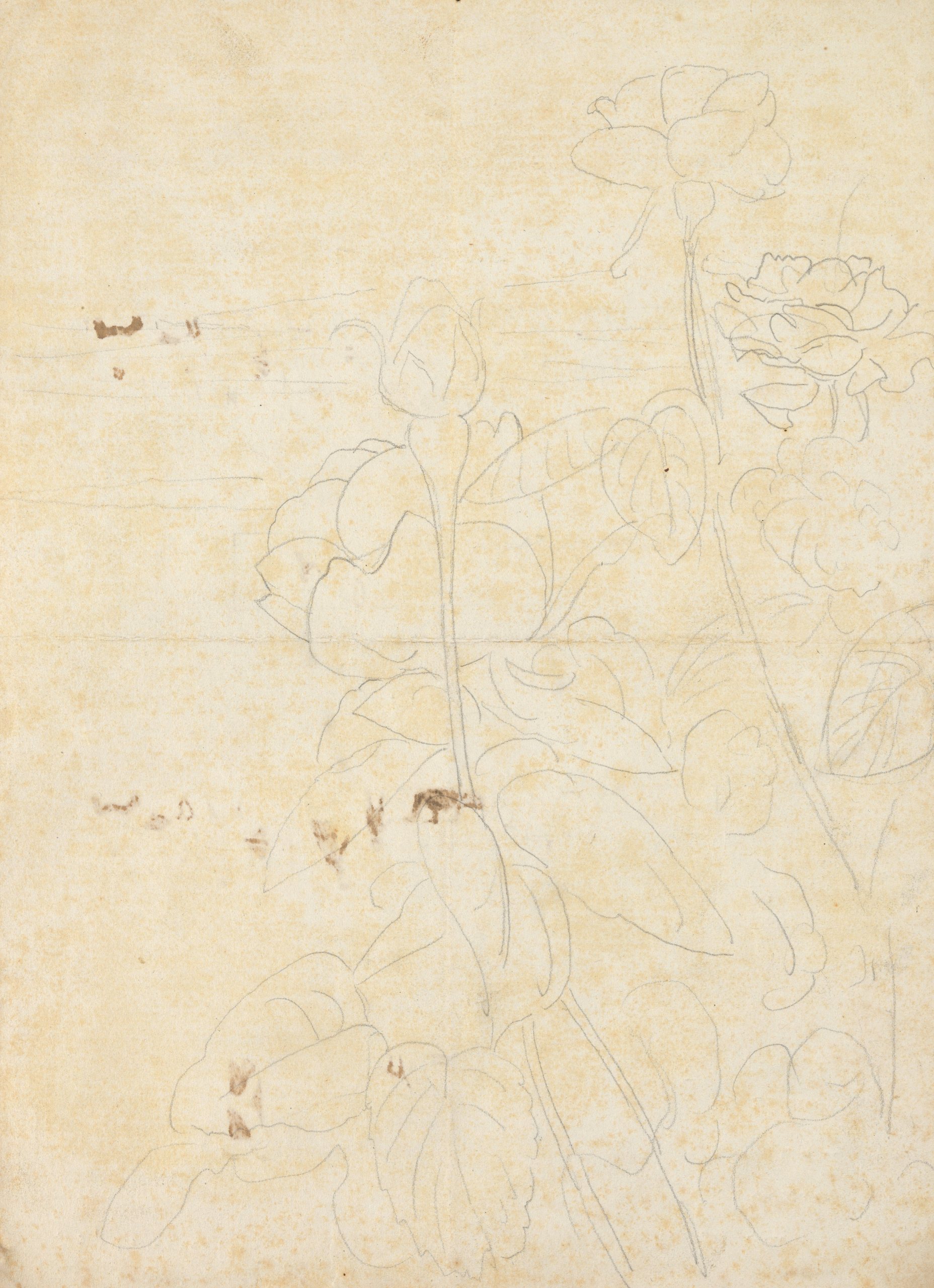 《玫瑰草图》（Sketches of roses）｜莱昂·斯皮里亚特 Léon Spilliaert｜不明