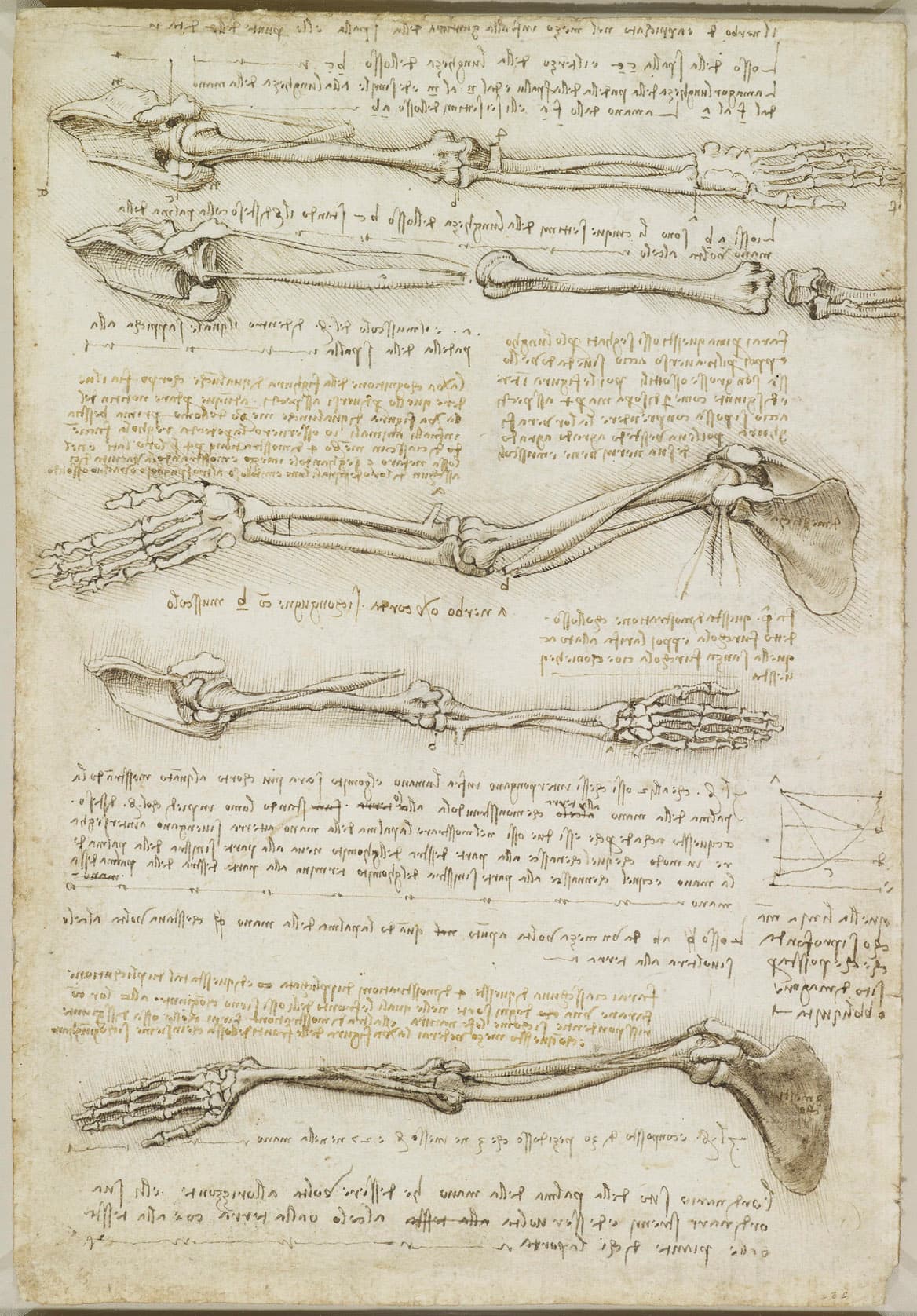 《手臂骨骼与肌肉研究》（The Bones and Muscles of the Arm）｜莱奥纳多·达·芬奇 Leonardo da Vinci｜约1510–1511
