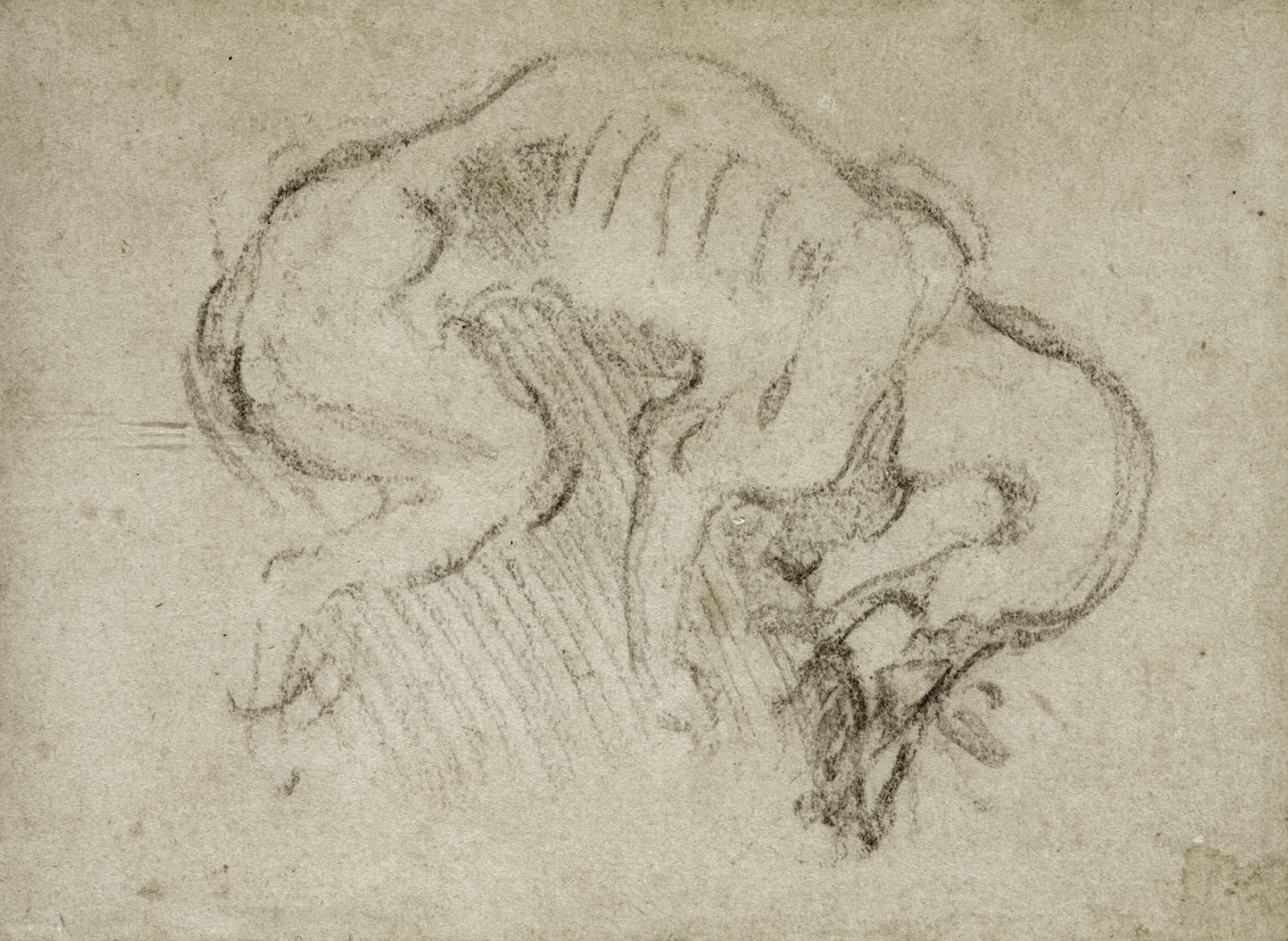 《蜷曲人物习作》（Study of a Curled Figure）｜米开朗基罗 Michelangelo Buonarroti｜不明