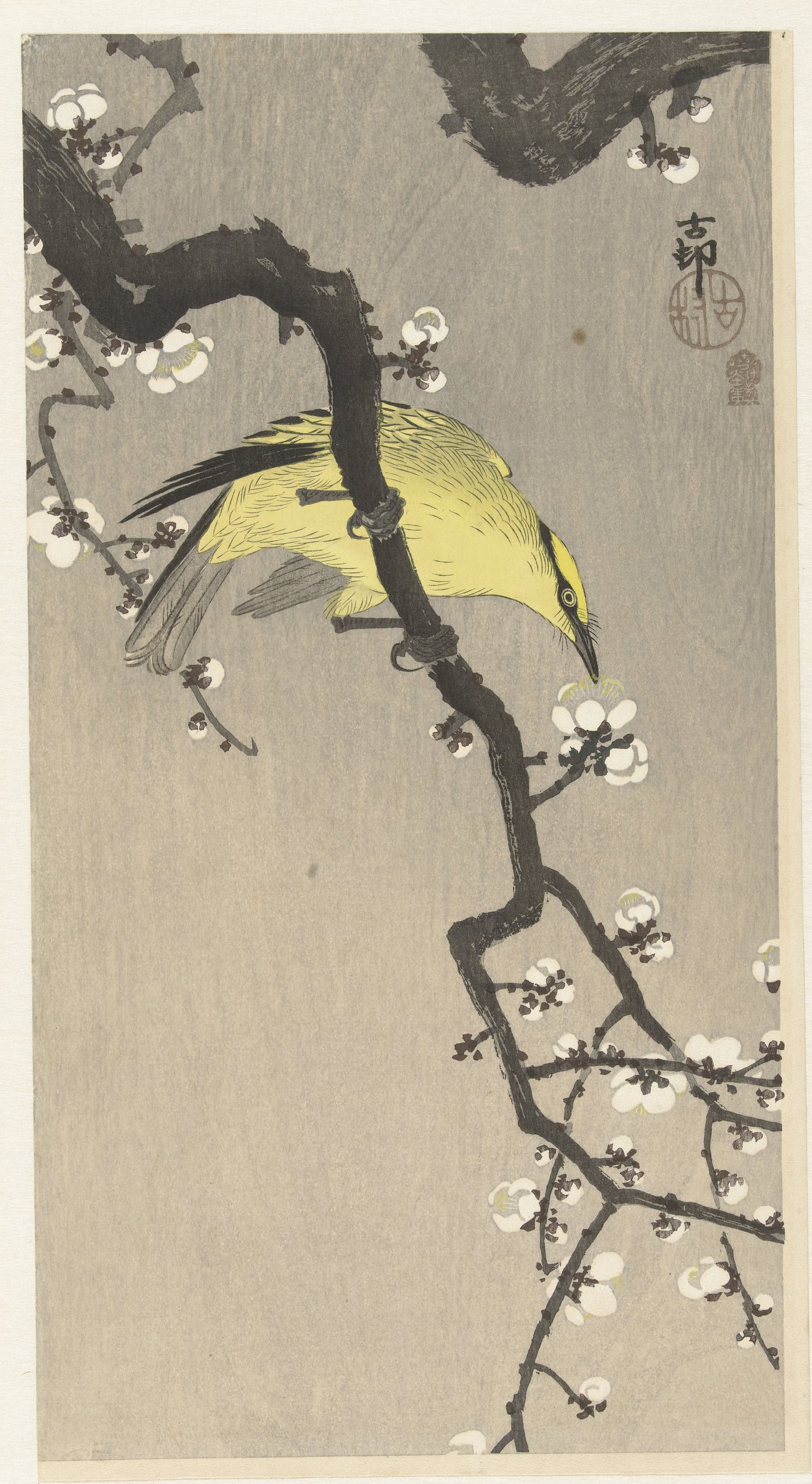 梅花枝上的黄莺