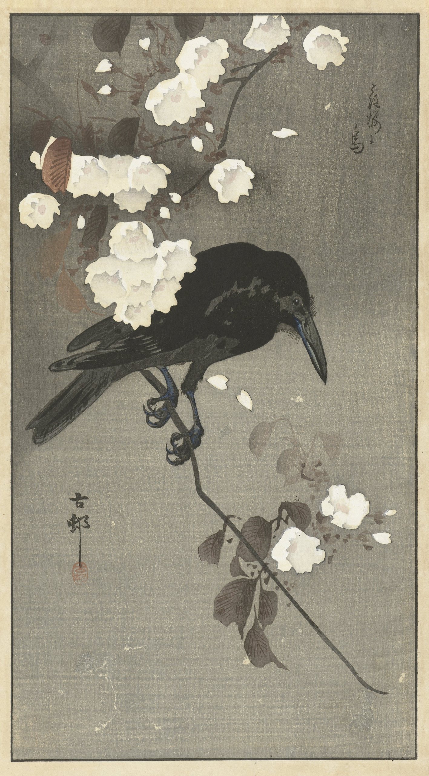 乌鸦与樱花