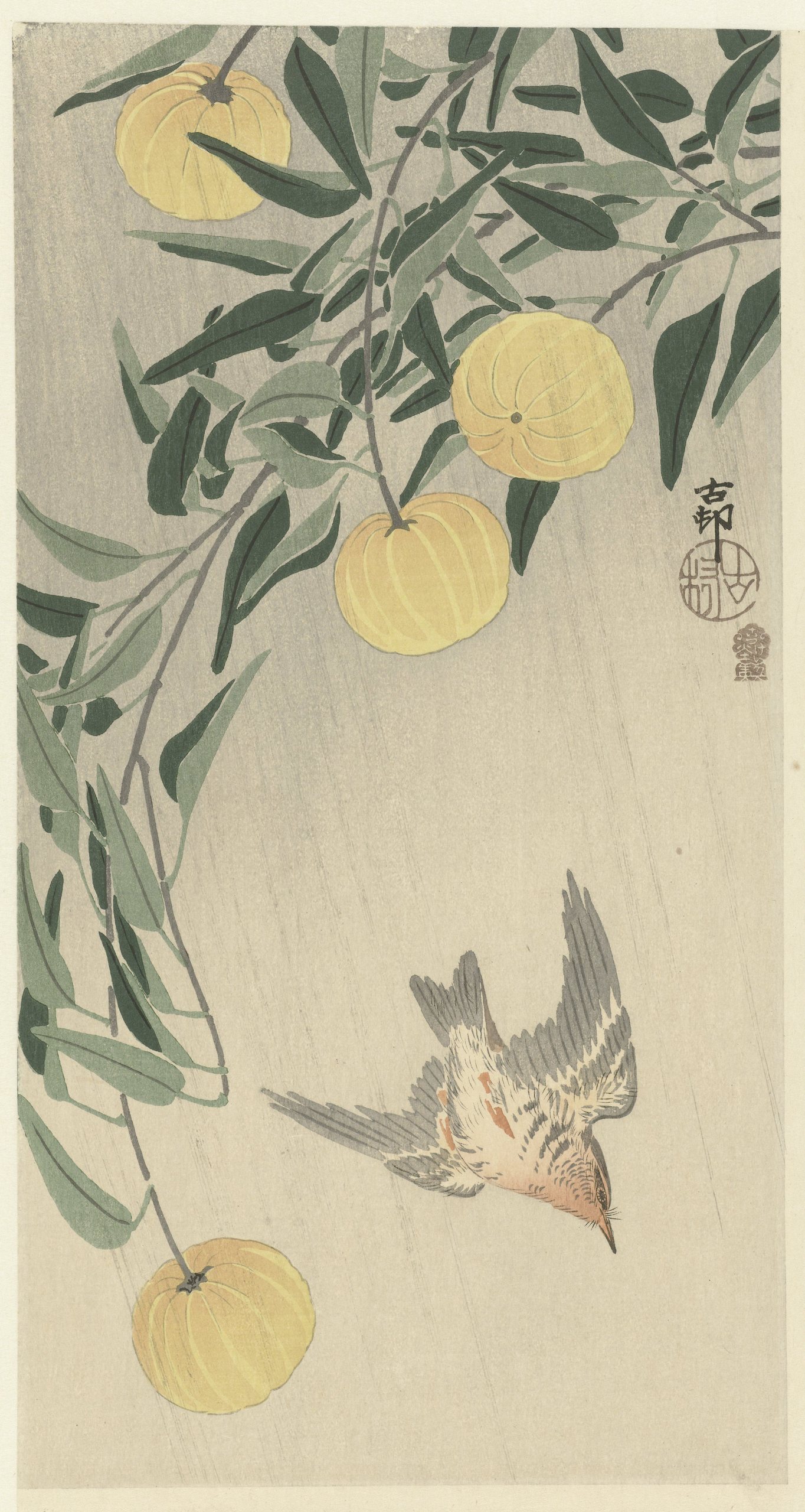 雨中的杜鹃