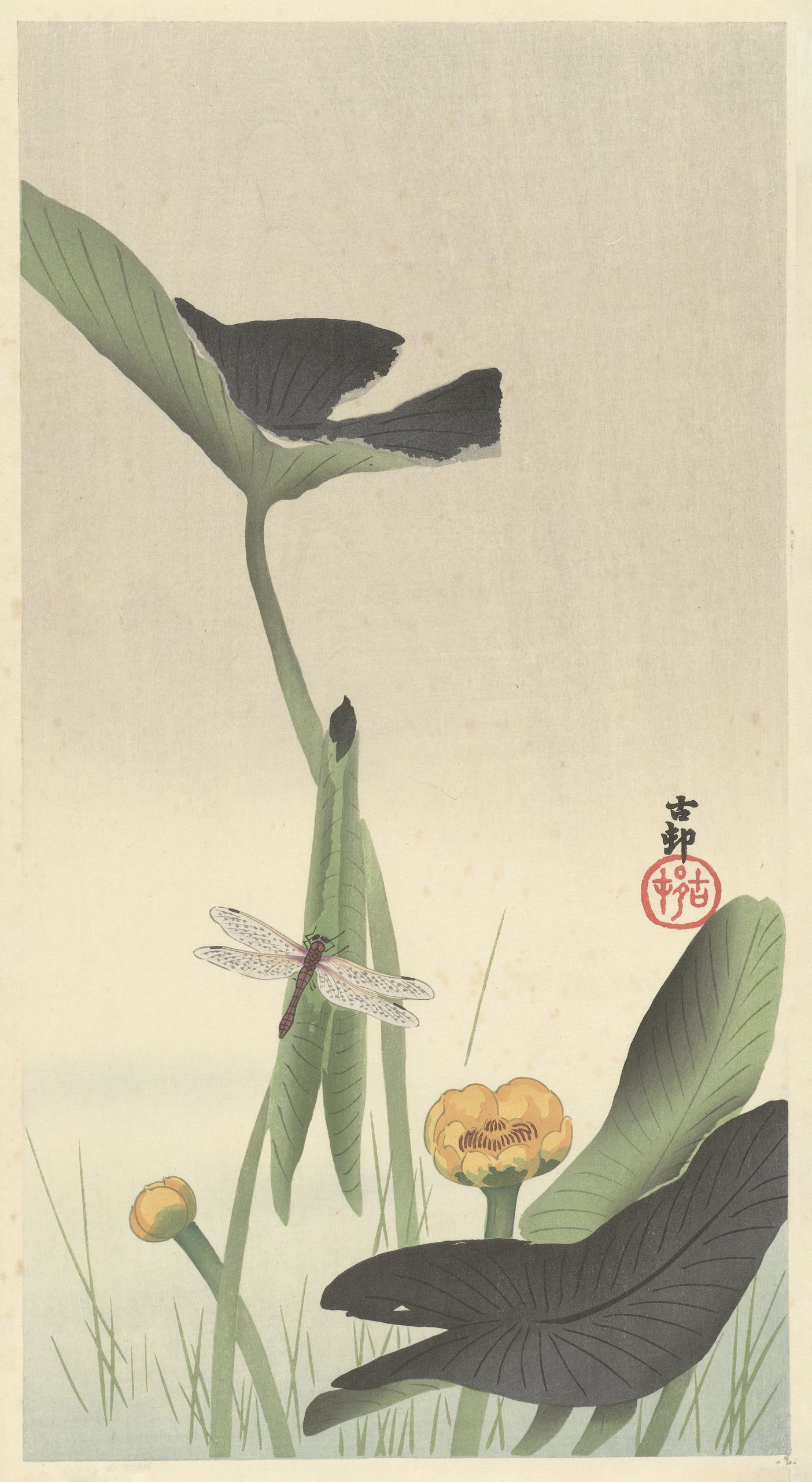 蜻蜓和莲花