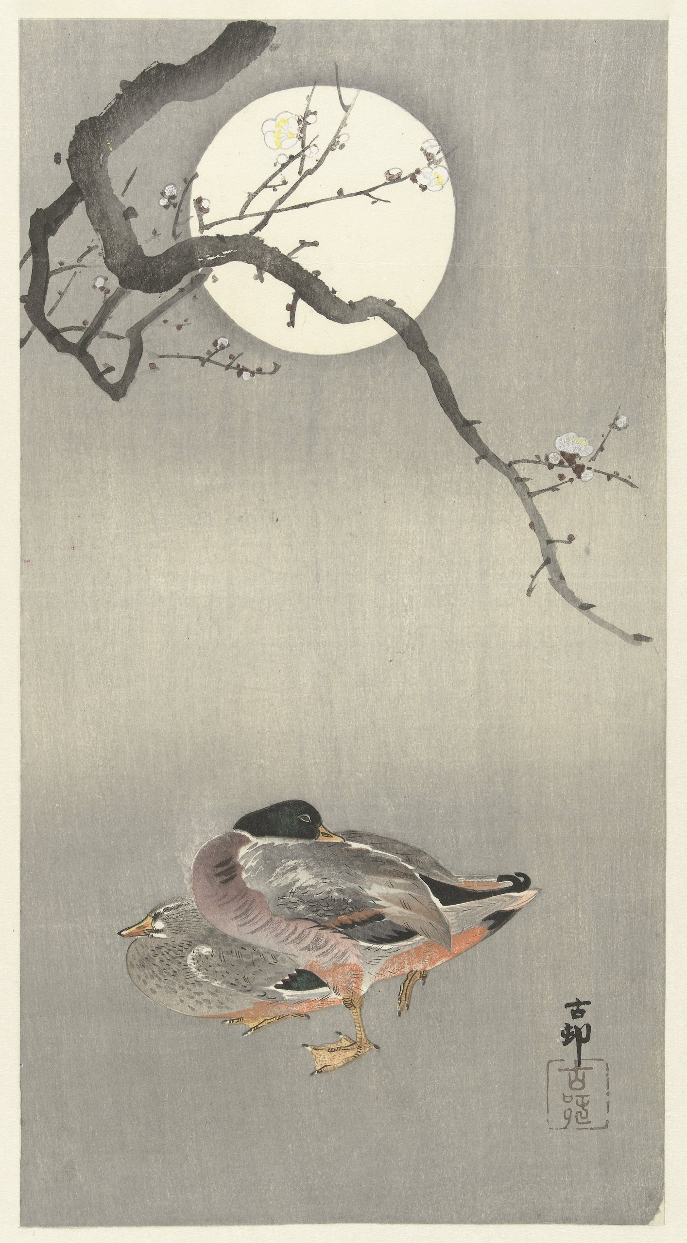 满月时的鸭子