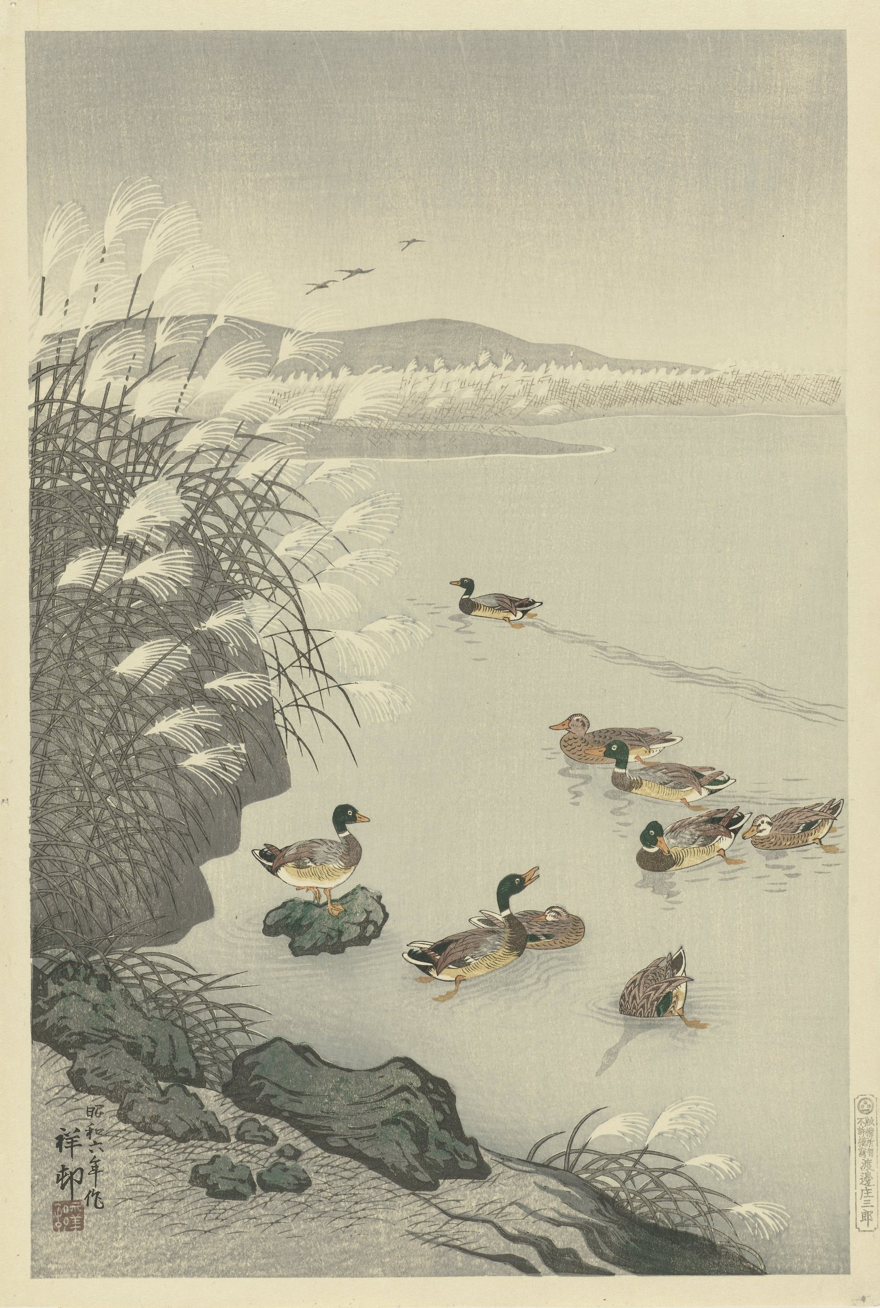 鸭子在水里