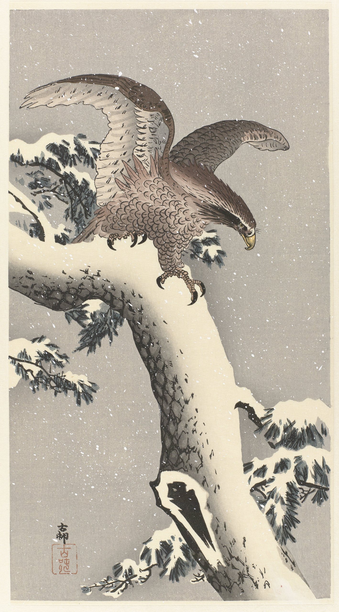 雪松树上的老鹰