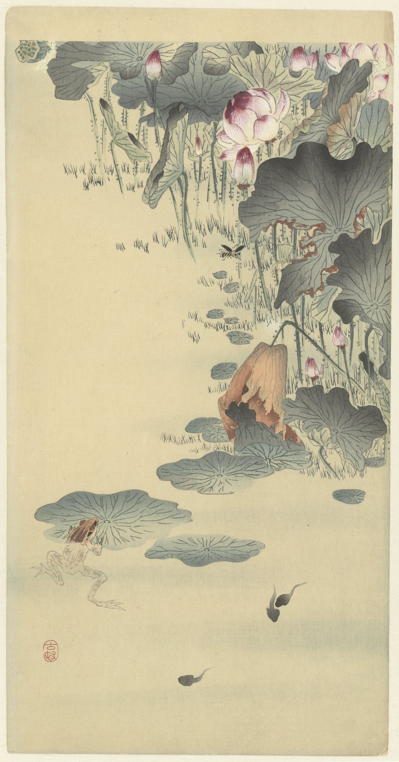 《青蛙和蝌蚪》（Frog and tadpoles）｜小原古邨 Ohara Koson｜1900-1930
