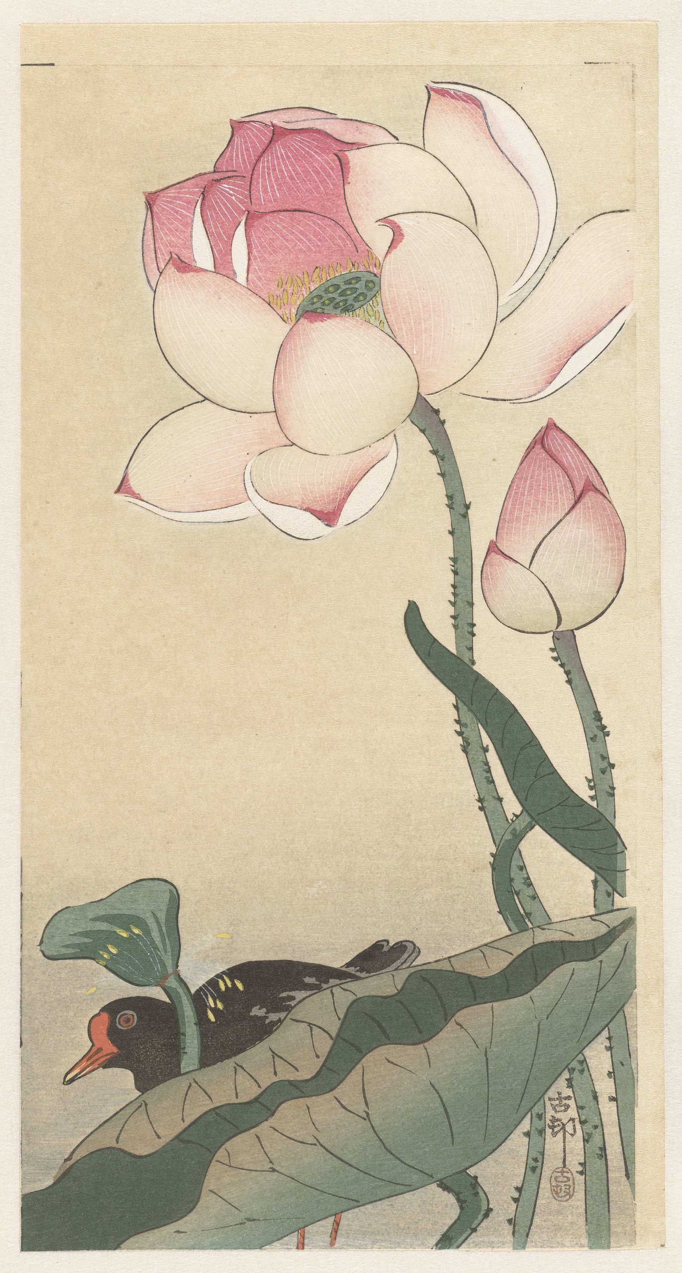 《莲花鸡》（Gallinule with Lotus Flowers）｜小原古邨 Ohara Koson｜1900-1930