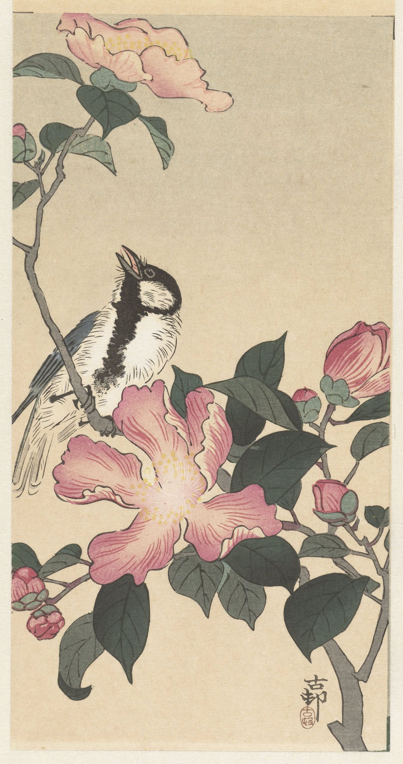 《粉红色花朵树枝上的大山雀》（Great tit on branch with pink flowers）｜小原古邨 Ohara Koson｜1900-1930
