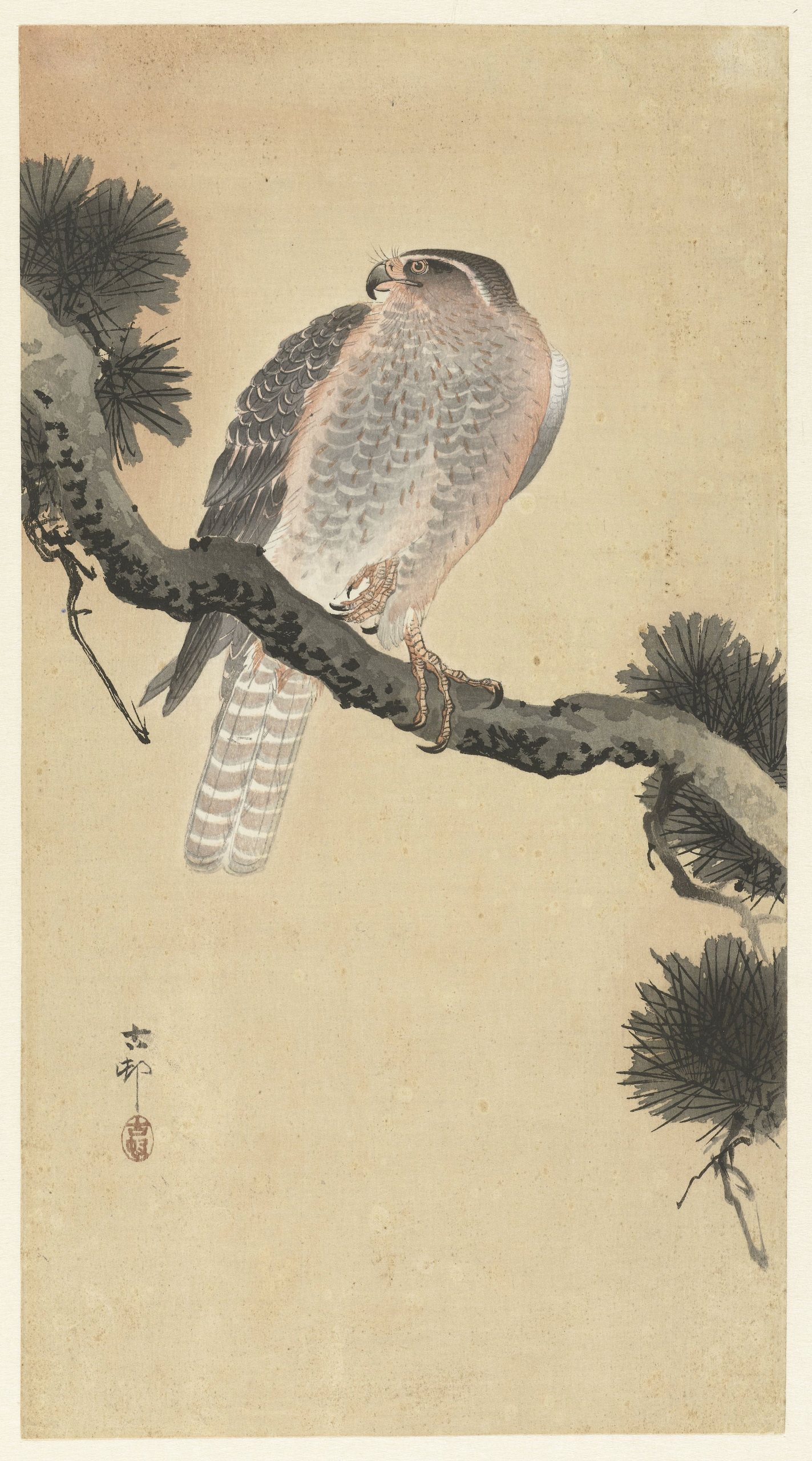 《松枝上的鹰》（Hawk on pine branch）｜小原古邨 Ohara Koson｜1900-1930