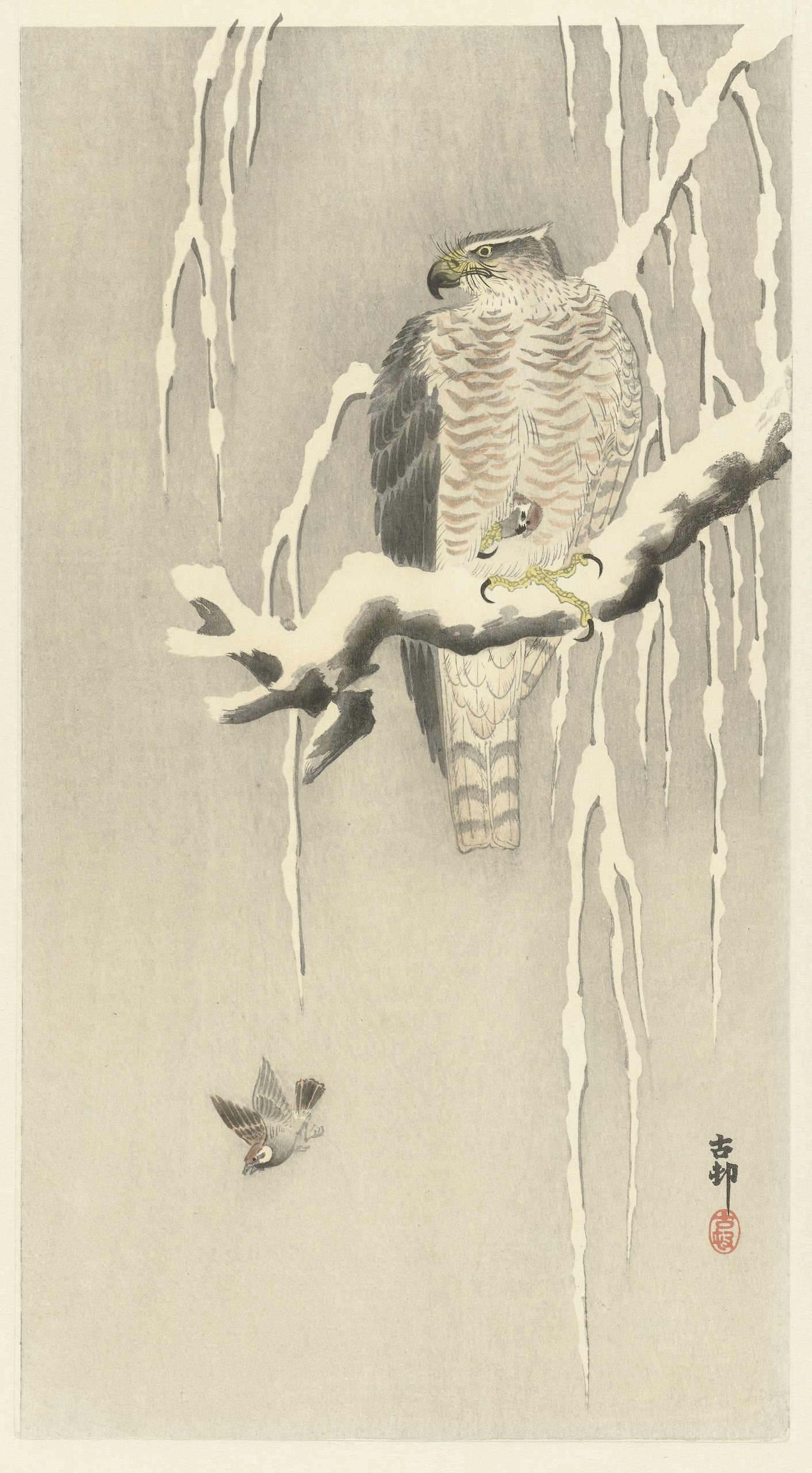 鹰与圈养树麻雀