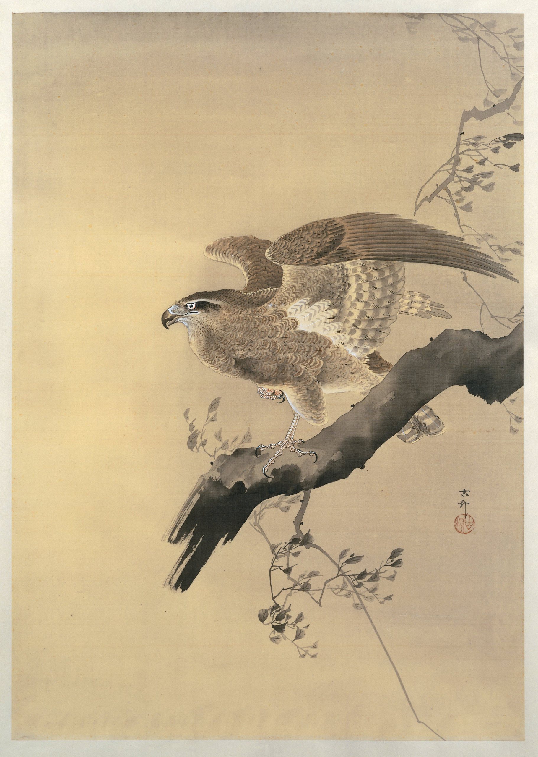 鹰