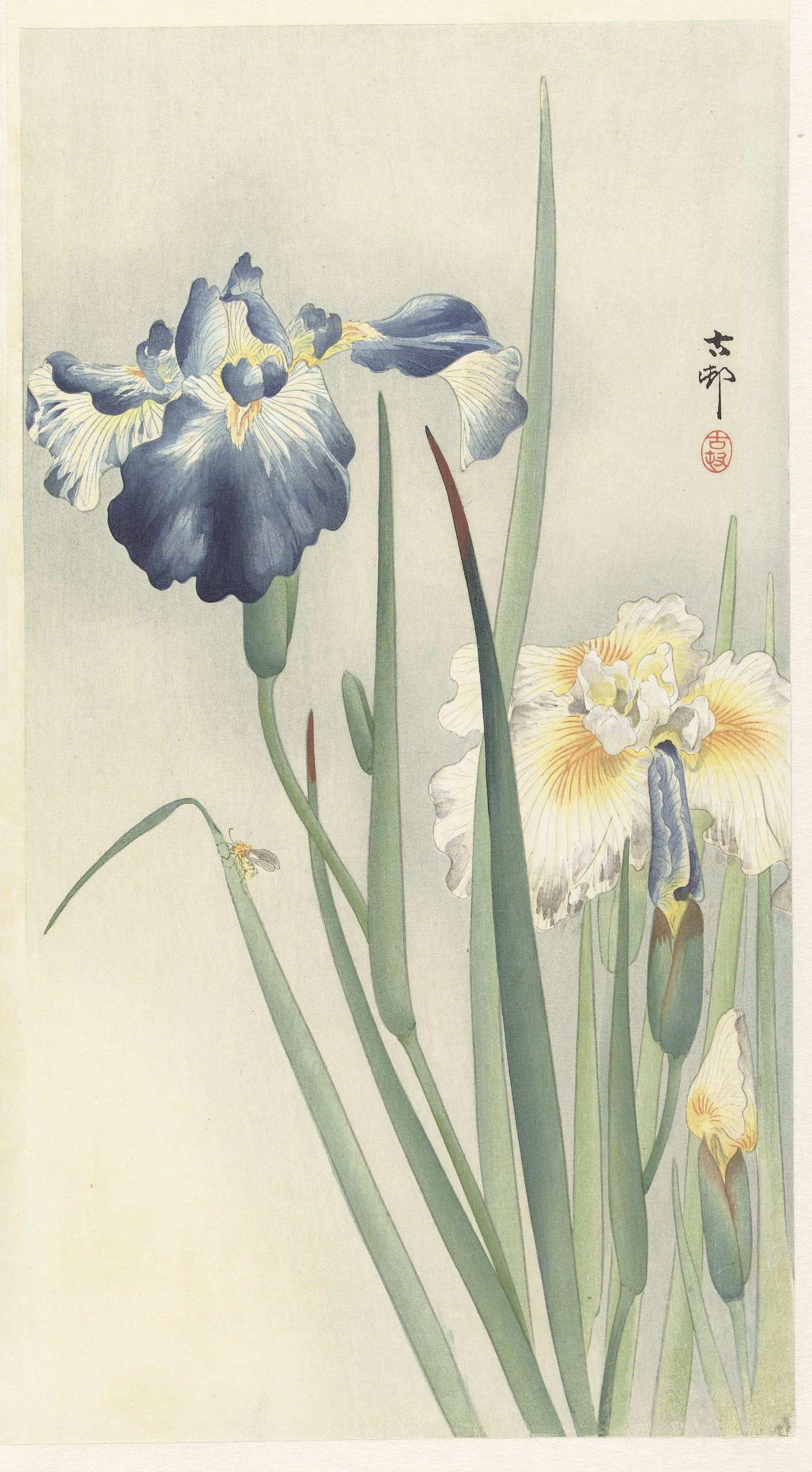 鸢尾花