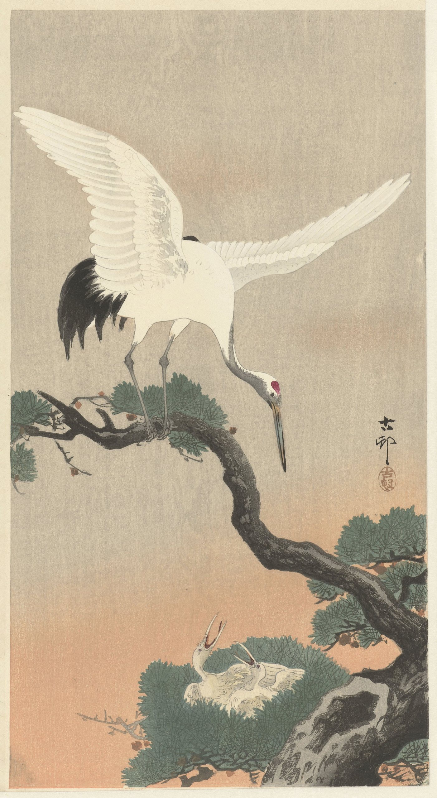 《在松树枝上的日本普通起重机》（Japanese common crane on branch of pine）｜小原古邨 Ohara Koson｜1900-1930
