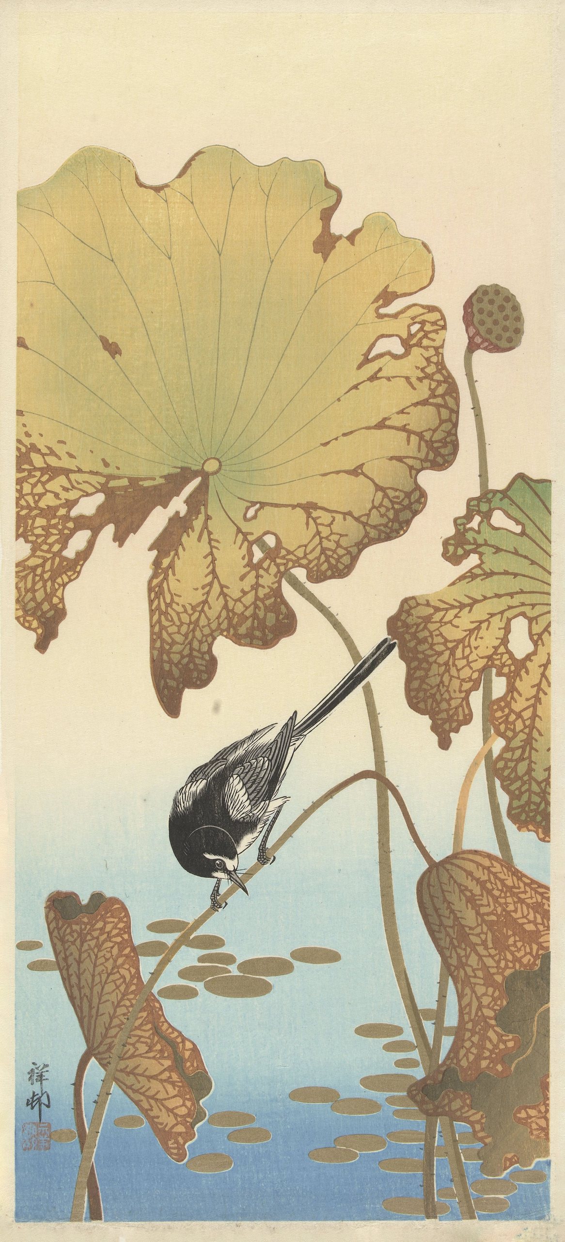 《莲花植物上的日本鹡鸰》（Japanese wagtail on lotus plant）｜小原古邨 Ohara Koson｜1925-1936