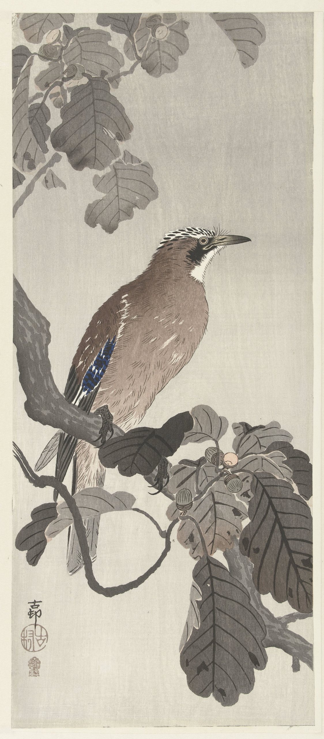 树枝上的杰伊